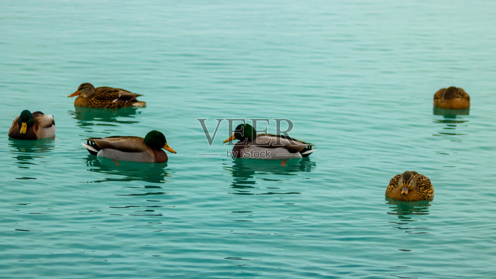 一群野鸭漂浮在平静的湖面上照片摄影图片