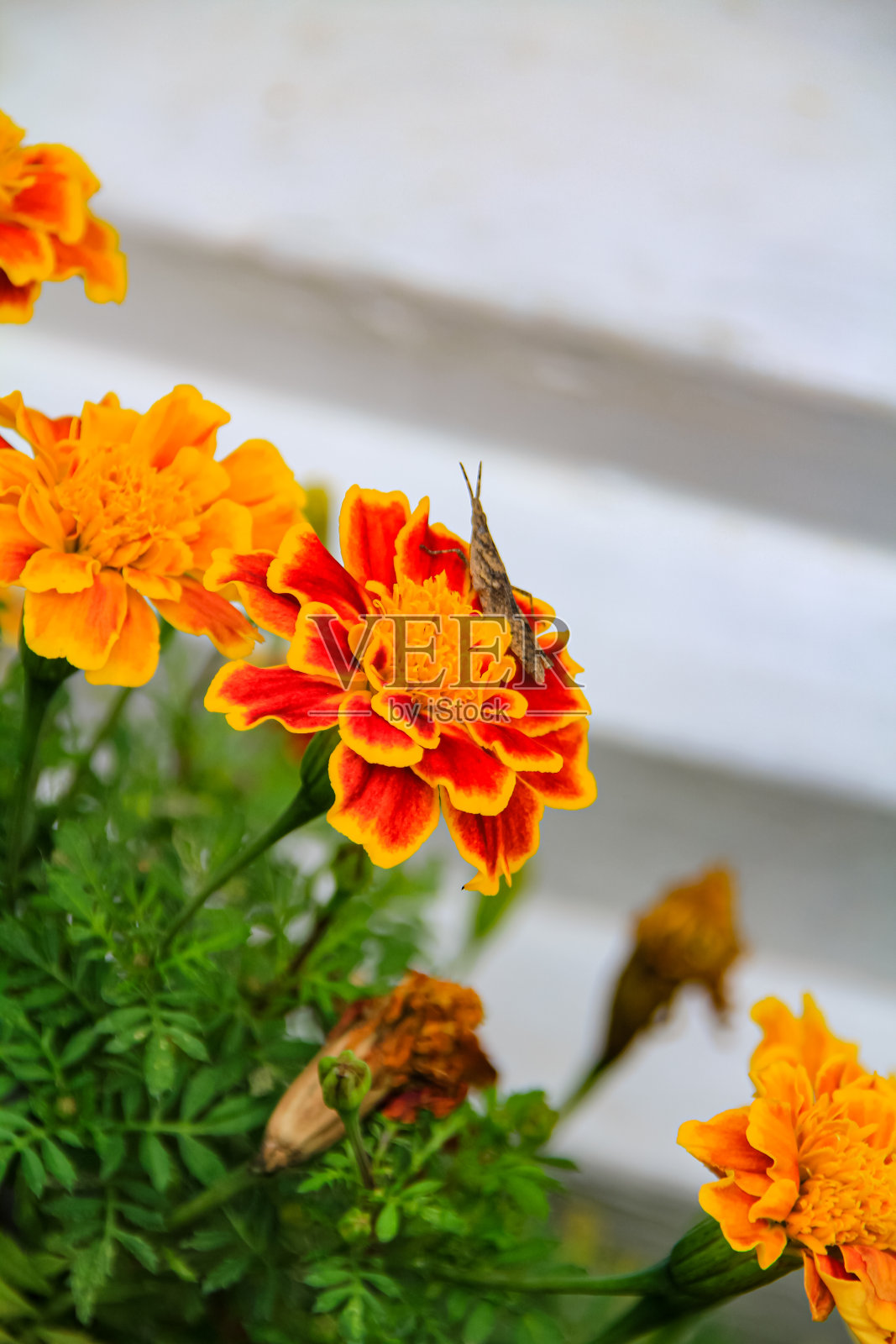 一个大万寿菊的特写，大万寿菊，与绿叶背景照片摄影图片