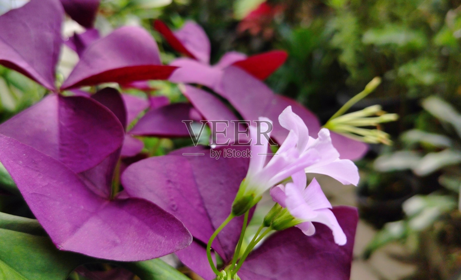 三角草照片摄影图片