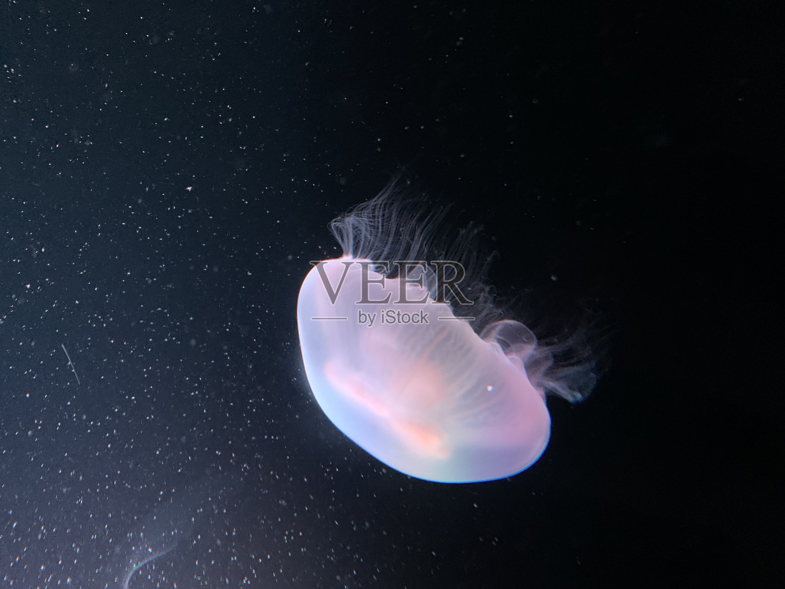 被灯光照亮的水母漂浮在水下照片摄影图片