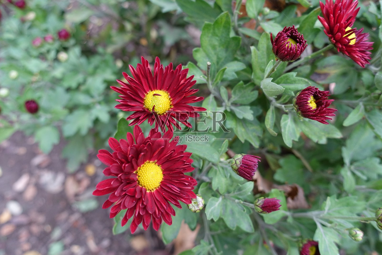 十月里，菊花开着深红色和黄色的花，水珠闪烁照片摄影图片