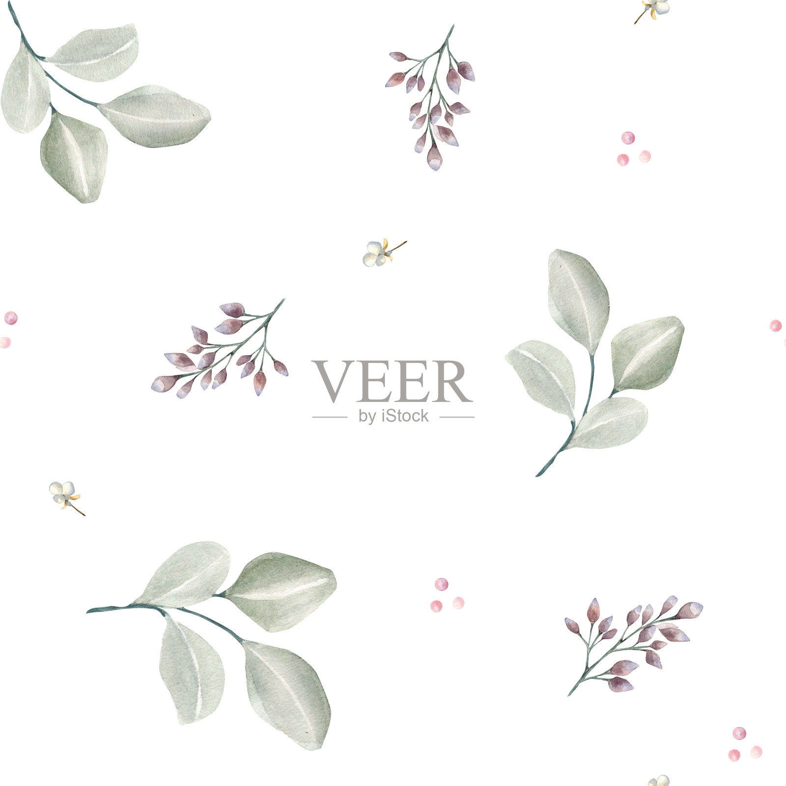 冬季植物，桉叶水彩无缝图案孤立在白色背景上。插画图片素材