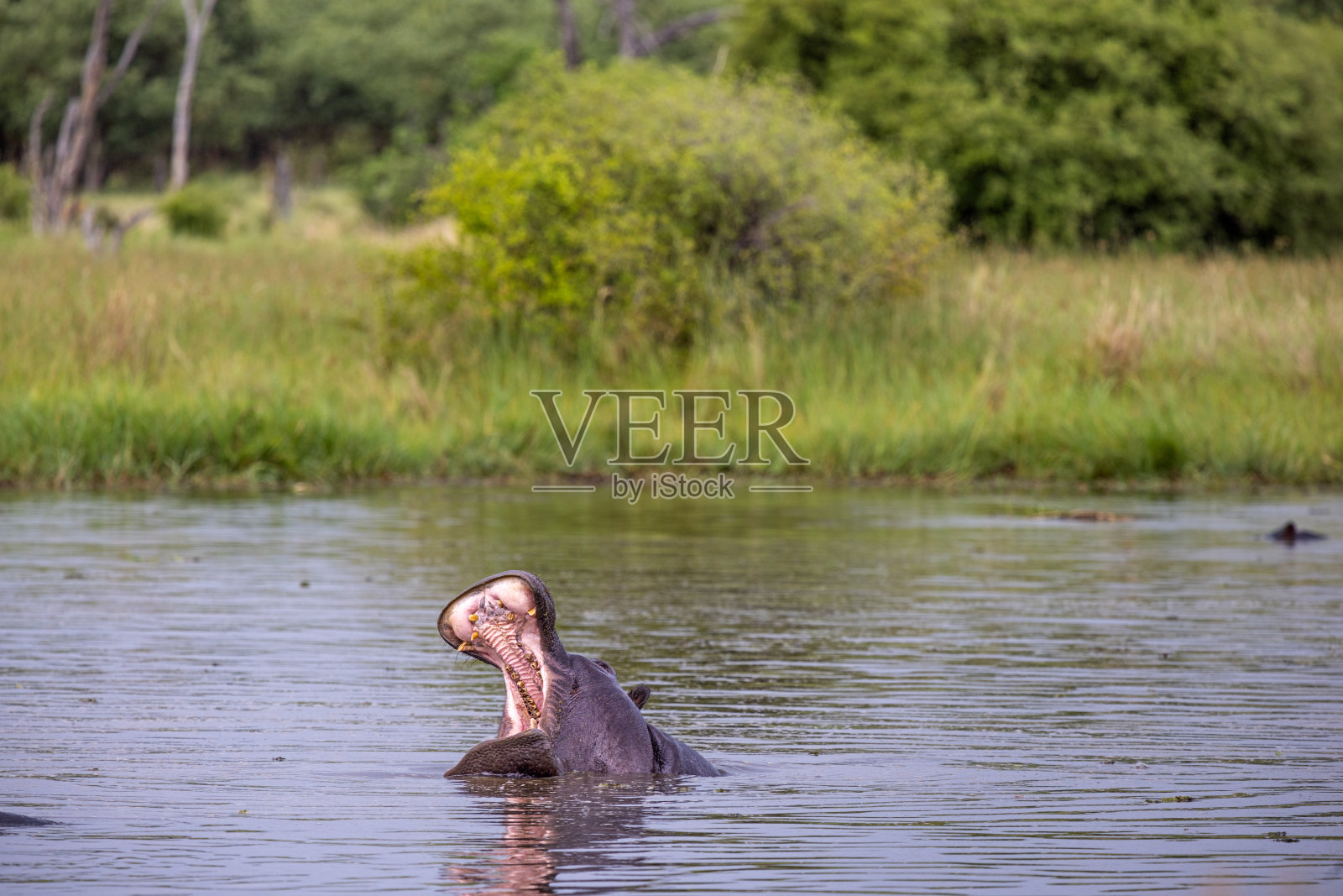 看到一只愤怒的河马照片摄影图片