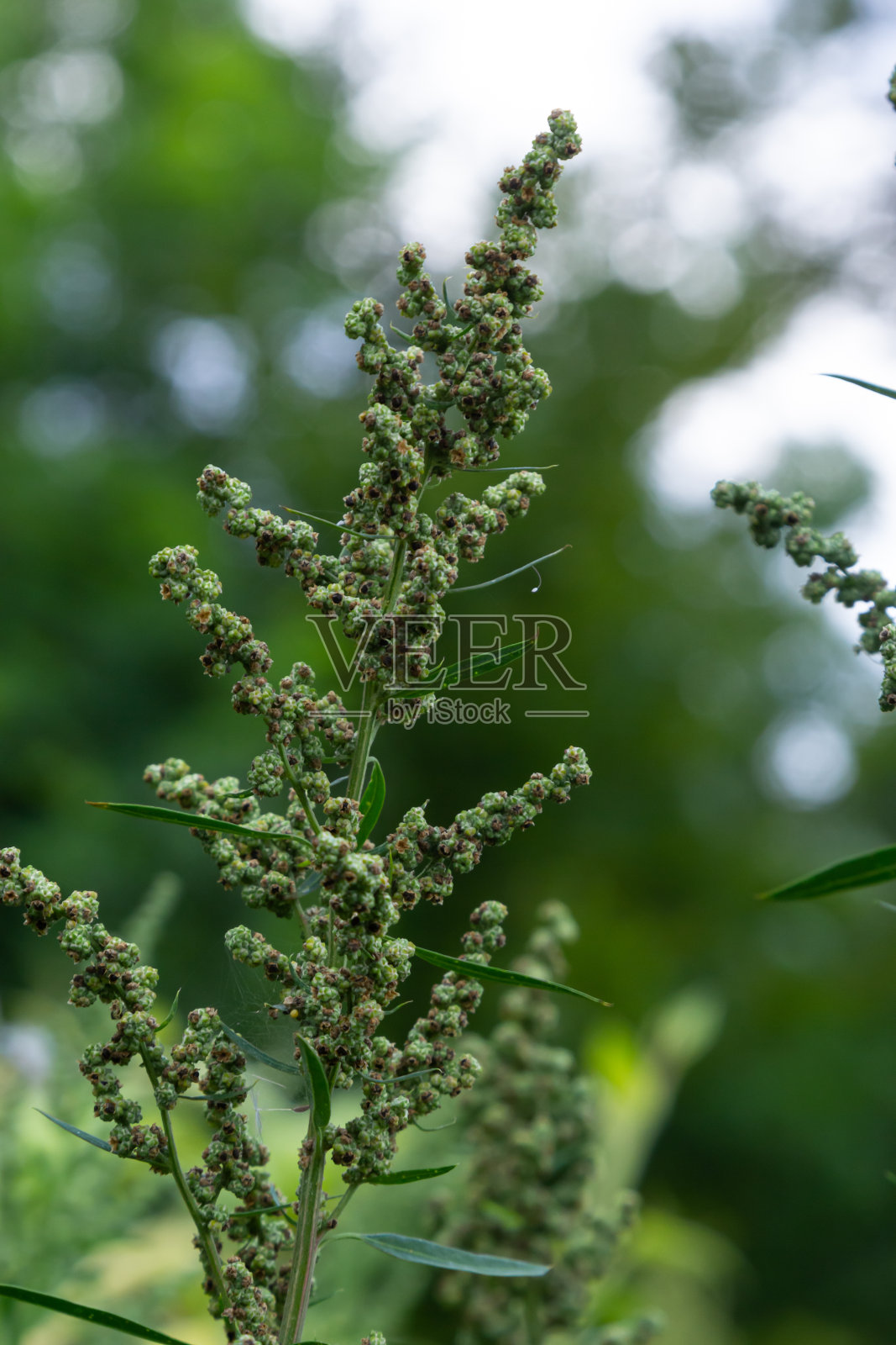 藜属是一年生草本植物，灰绿色，覆有灰白色粉末植物照片摄影图片
