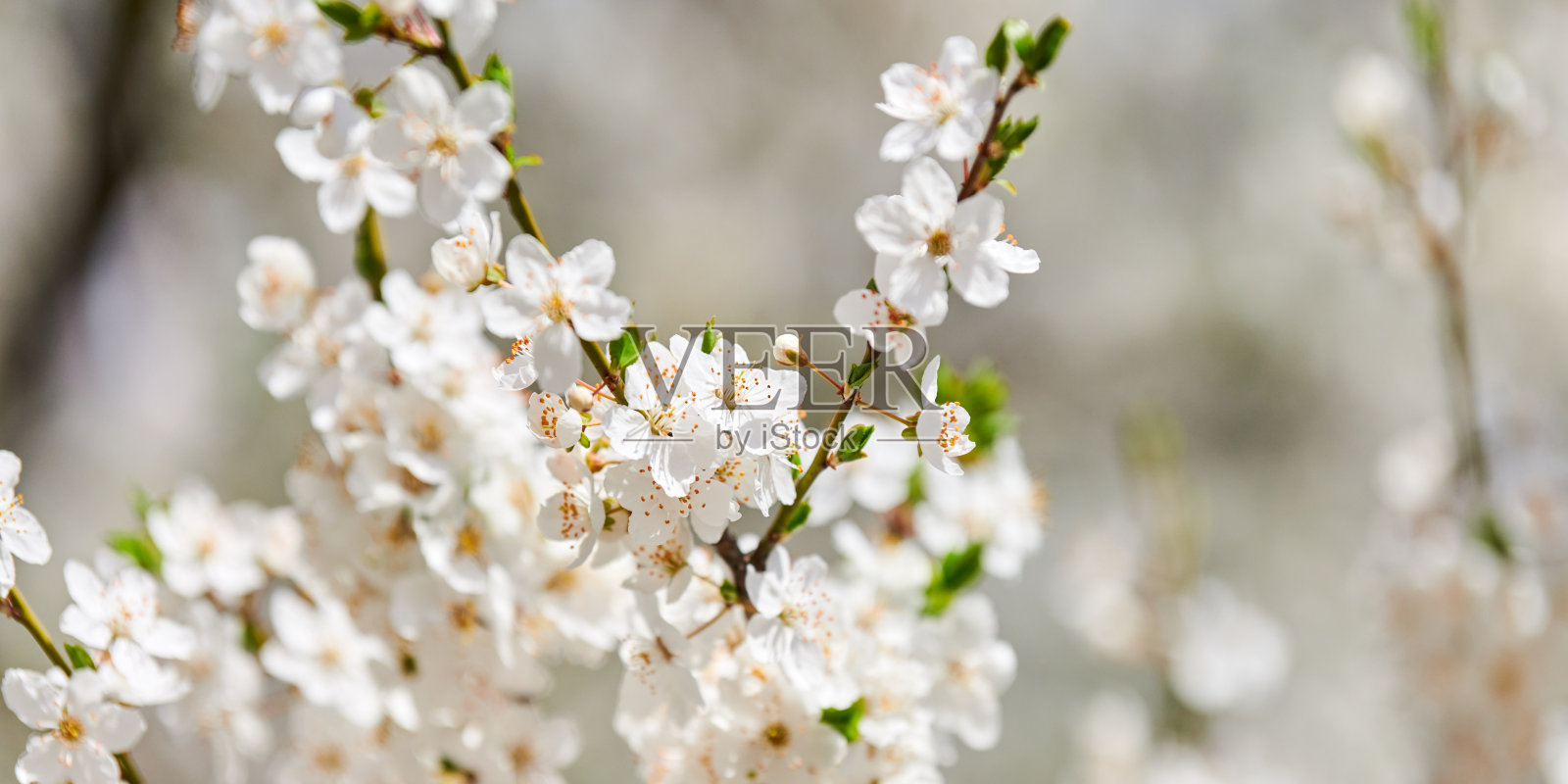 白色的梅花，美丽的白色花朵的李树在城市花园，详细的梅花枝照片摄影图片