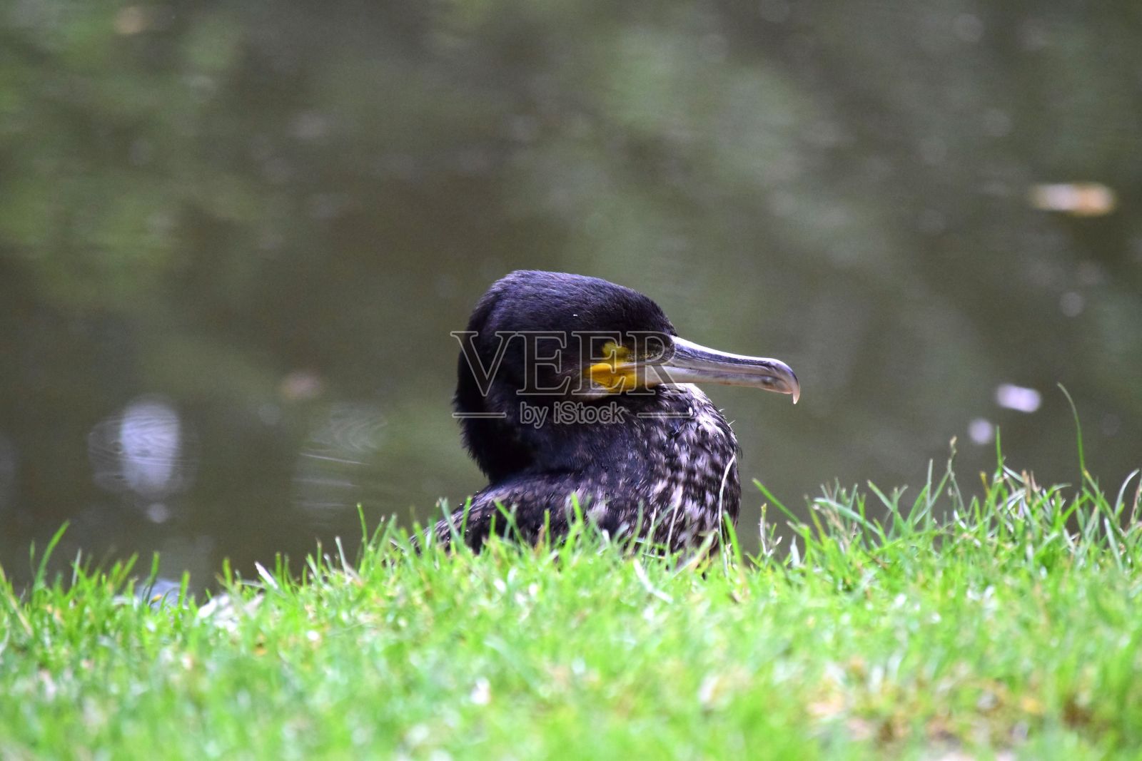 大鸬鹚在草地上的特写照片，背景模糊照片摄影图片