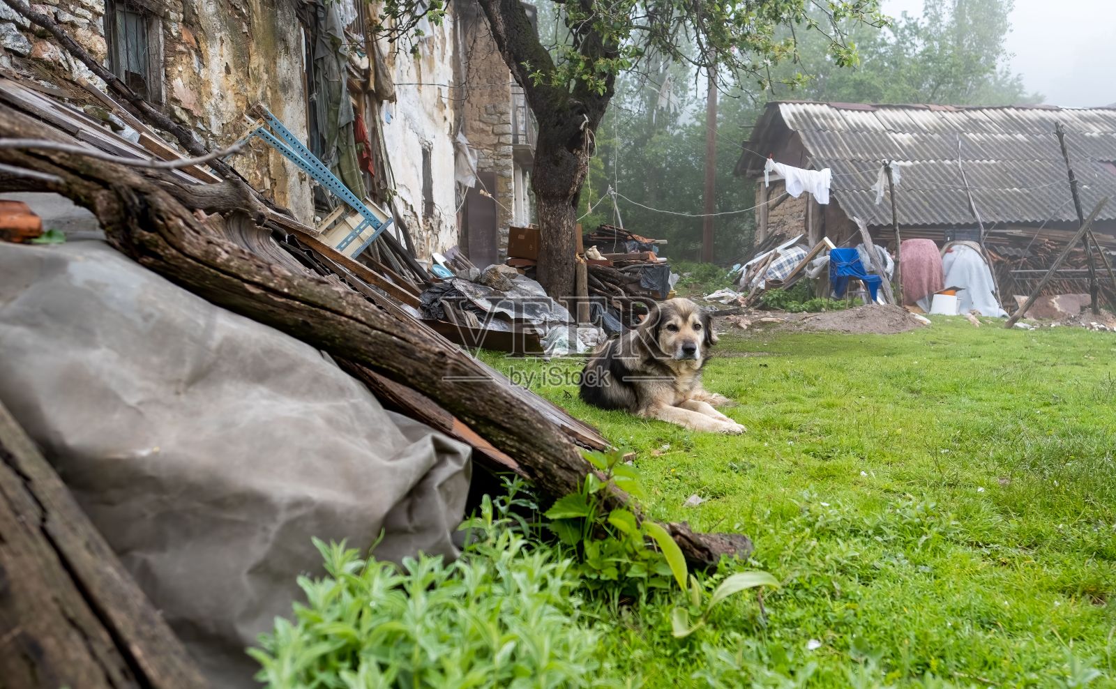 Sarplaninac狗在远处躺在草地公园与废弃的石头房子在北马其顿照片摄影图片