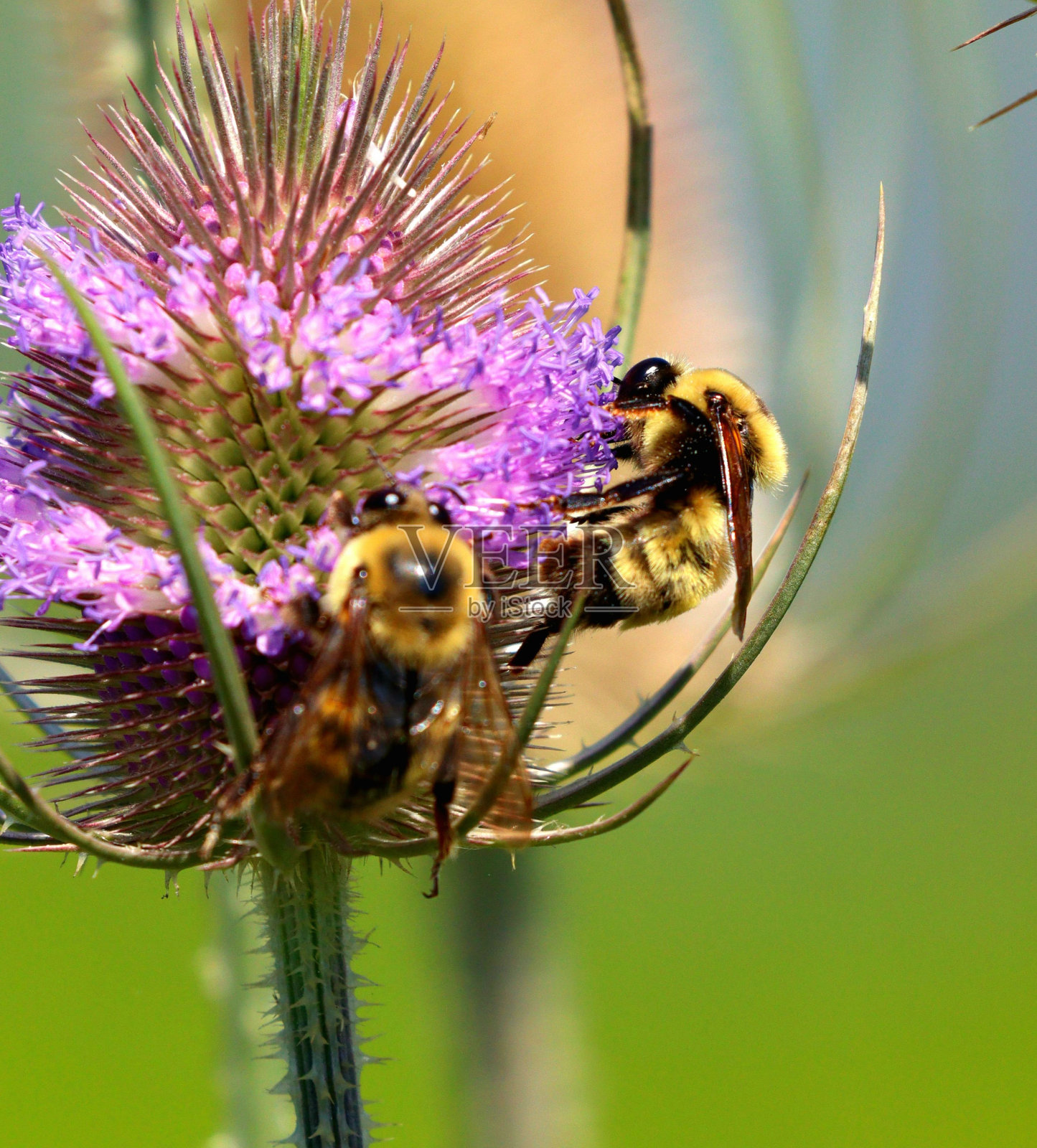 蜜蜂在紫色花朵上的垂直镜头照片摄影图片