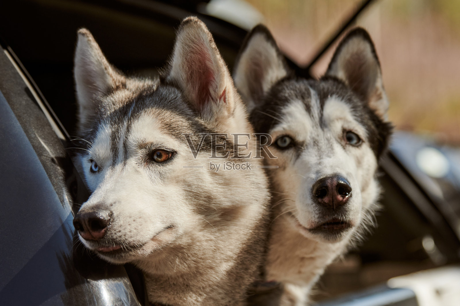 两只西伯利亚哈士奇狗探出车窗，哈士奇狗的画像有着蓝色的眼睛和灰色的皮毛照片摄影图片