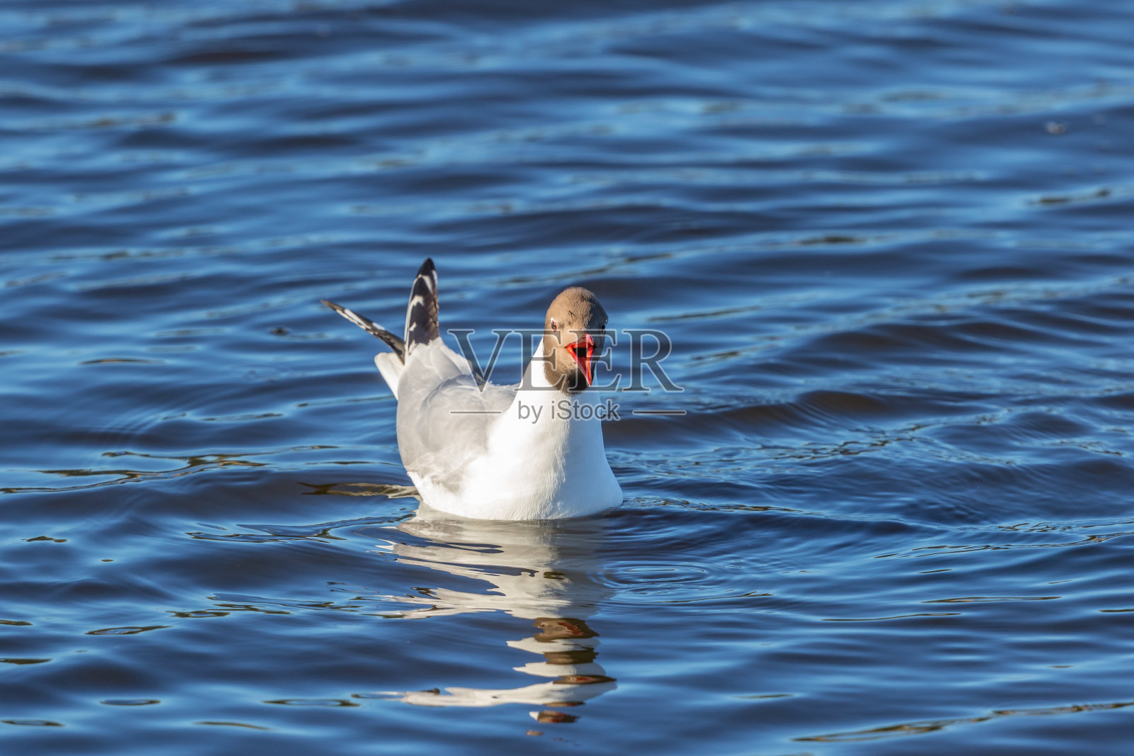 水面上尖叫的黑头鸥照片摄影图片