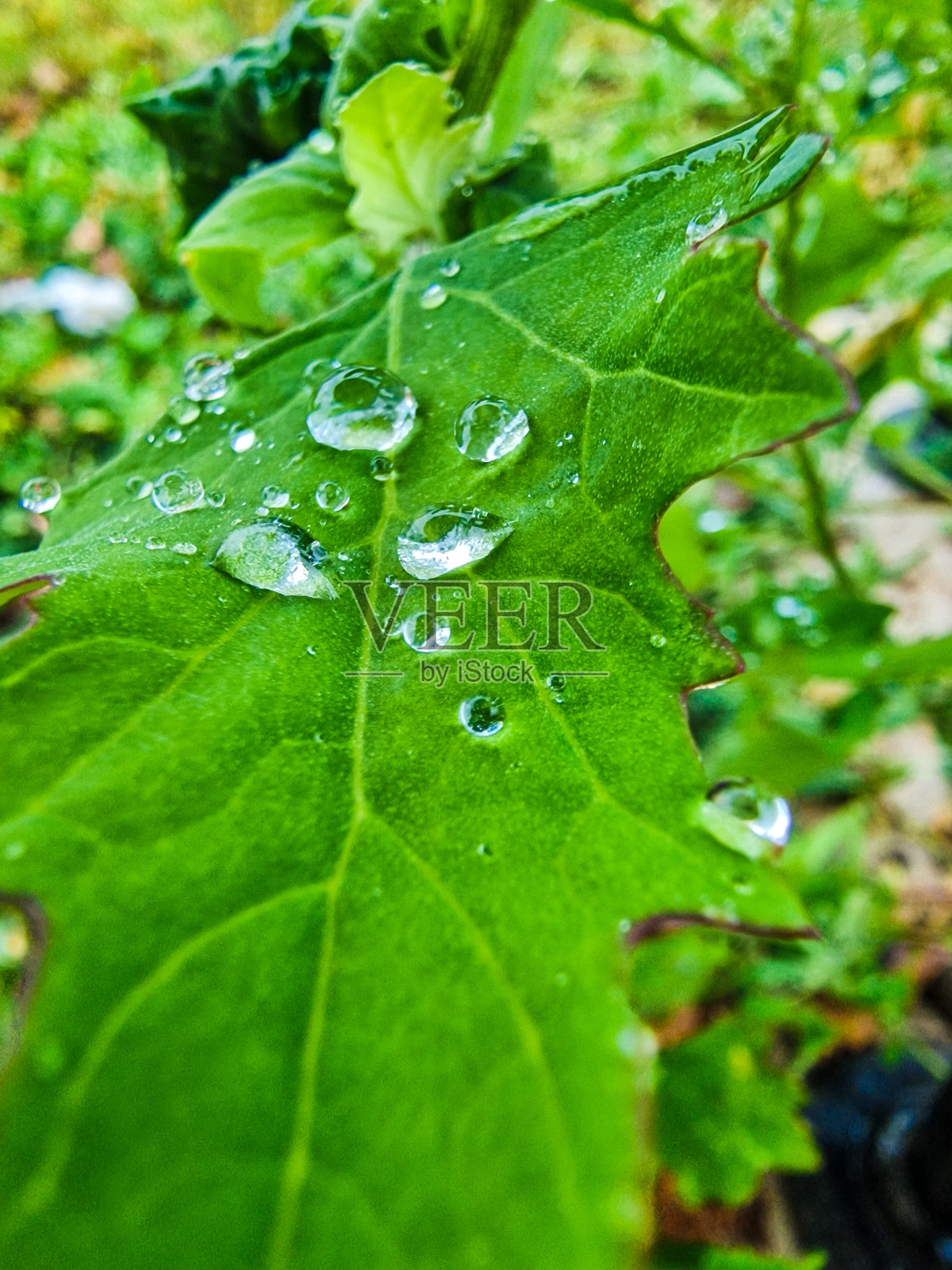 雨天照片摄影图片