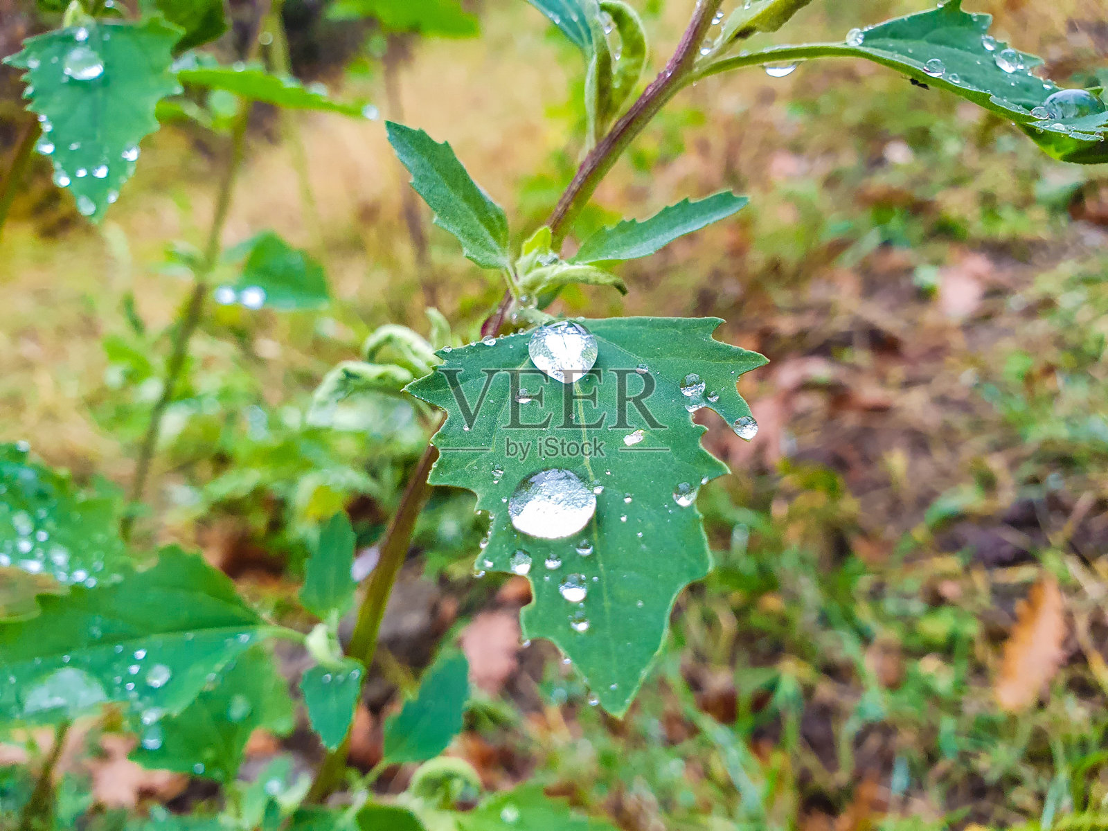 雨天照片摄影图片