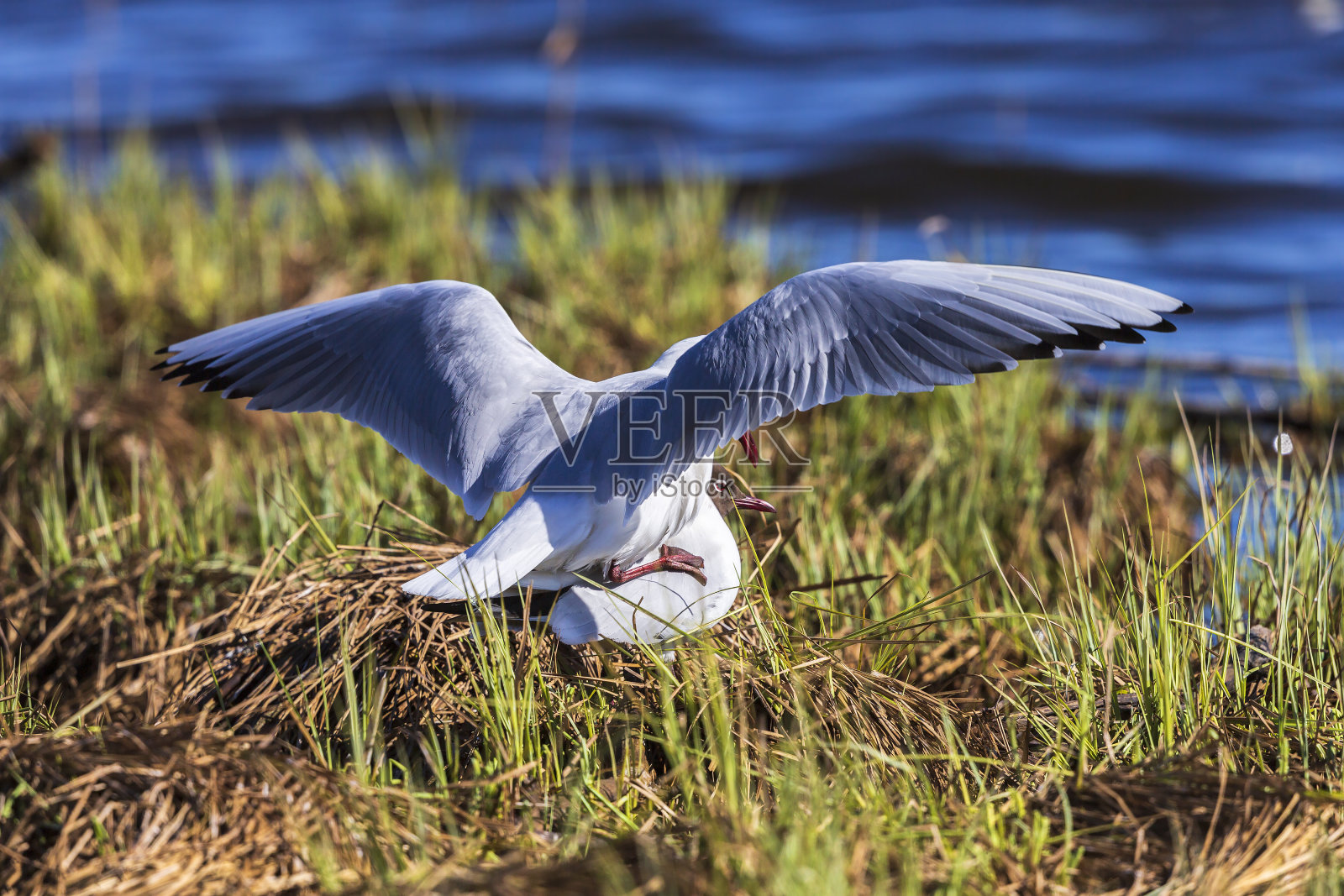 一对黑头鸥在草地海滩上交配照片摄影图片