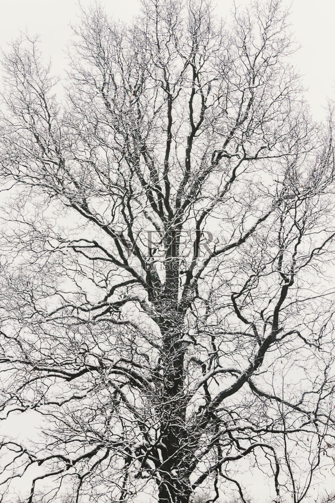 冬天的大山核桃树照片摄影图片