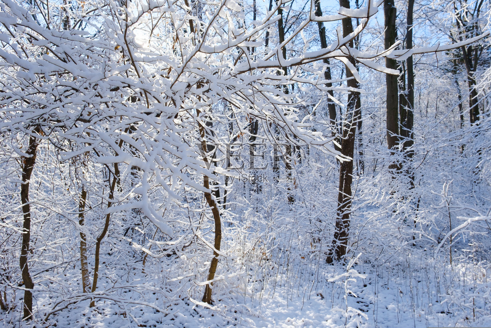冬季景观与新鲜粉雪和树木照片摄影图片