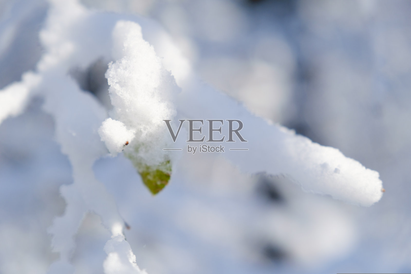 冬季景观与新鲜粉雪和树木照片摄影图片