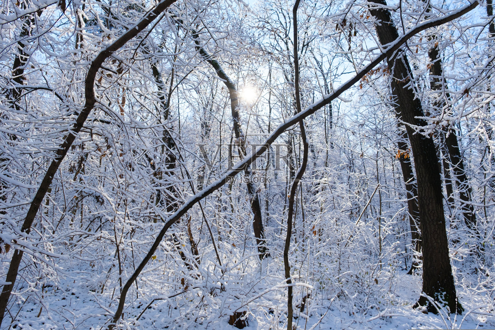冬季景观与新鲜粉雪和树木照片摄影图片