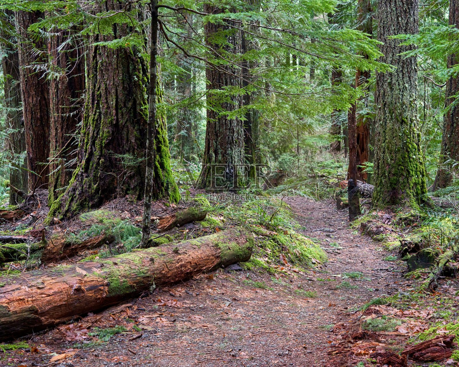 一个凉爽的春日，在茂密的雨林中，一条穿过大针叶树的小路。照片摄影图片
