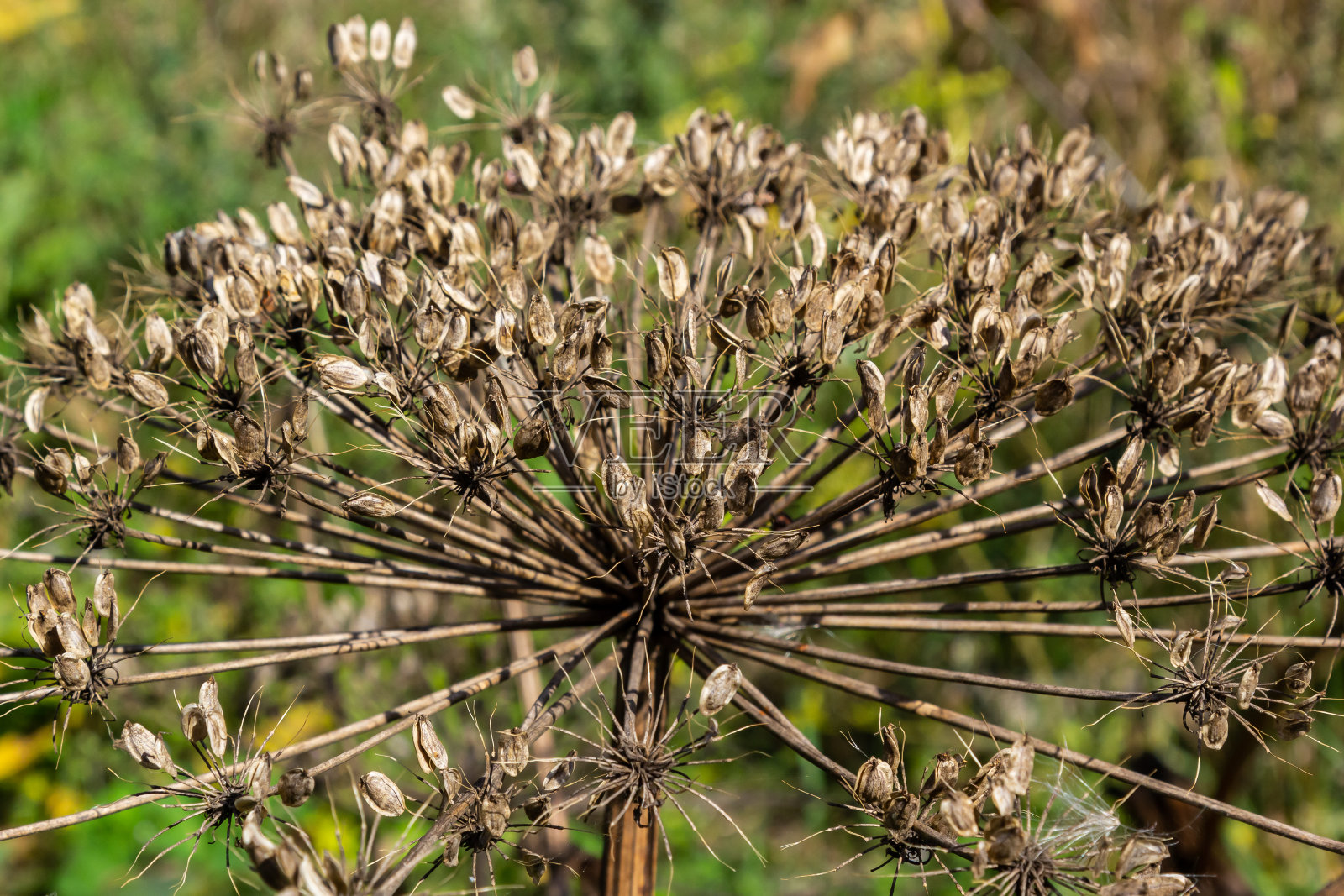 蓝色天空下的巨型大猪草。干燥的猪草和大篮子的种子。天空映衬着一篮又大又大的猪草种子。侵入性有毒植物照片摄影图片
