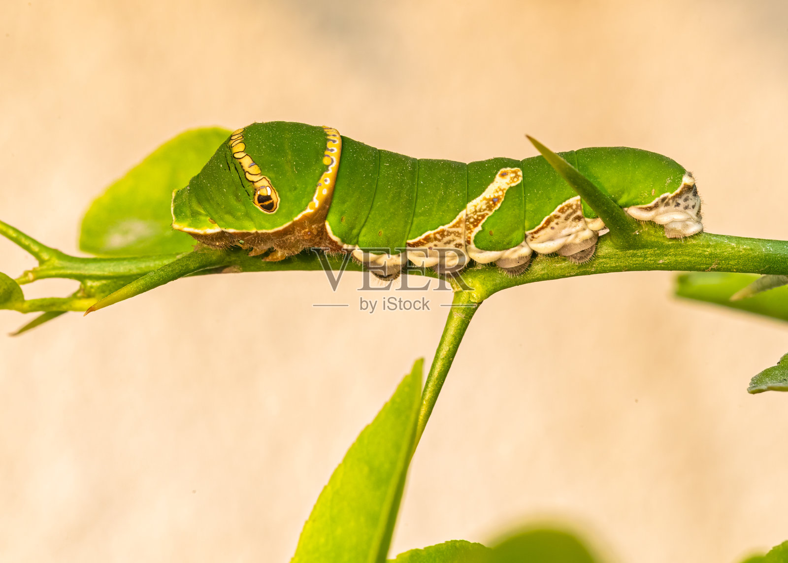 石灰蝴蝶的最后阶段毛虫照片摄影图片