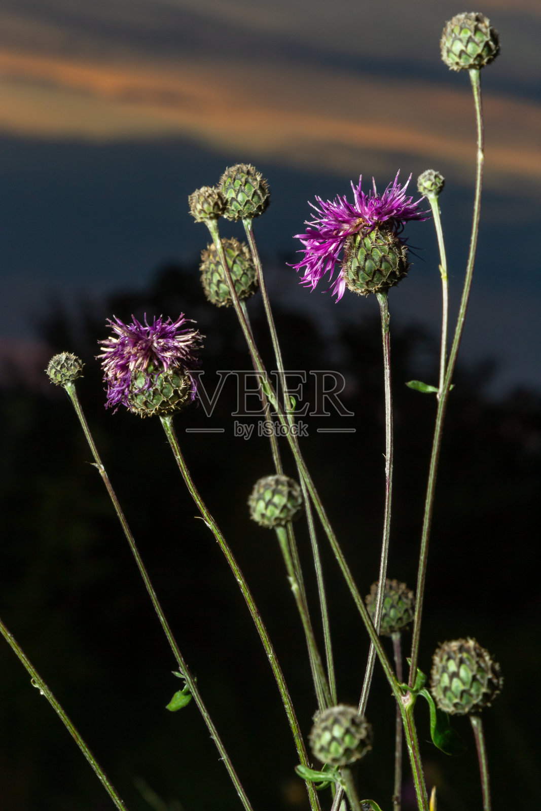 半人马草亚种。尖头草，尖头矢车菊，菊科。夏天拍摄的野生植物照片摄影图片