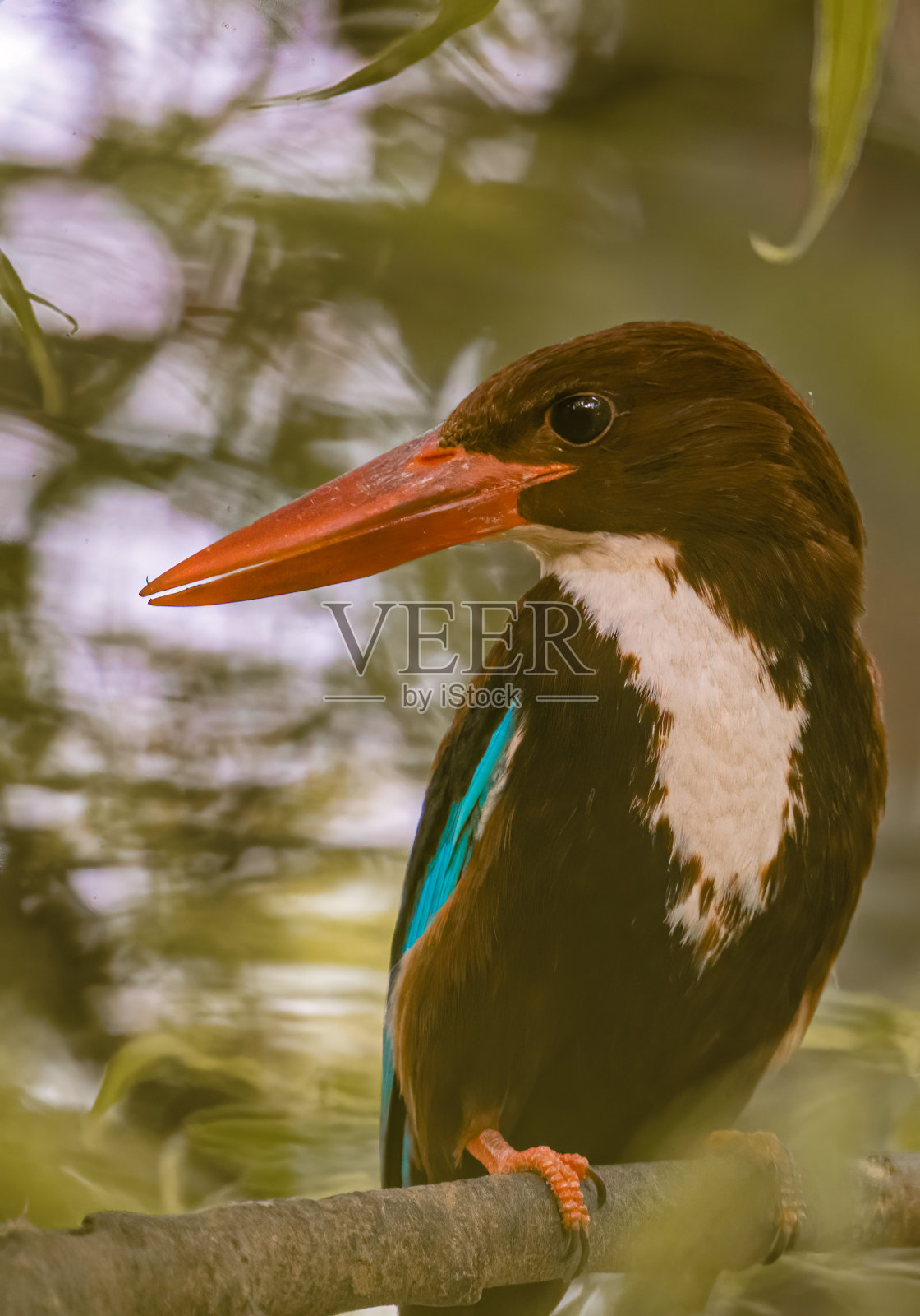 一只白喉翠鸟在树上照片摄影图片