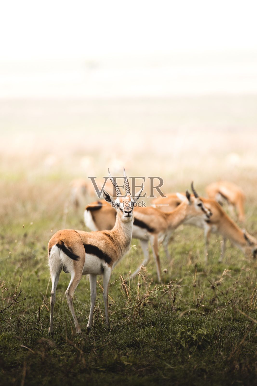 美丽的汤普森瞪羚在自然栖息地照片摄影图片