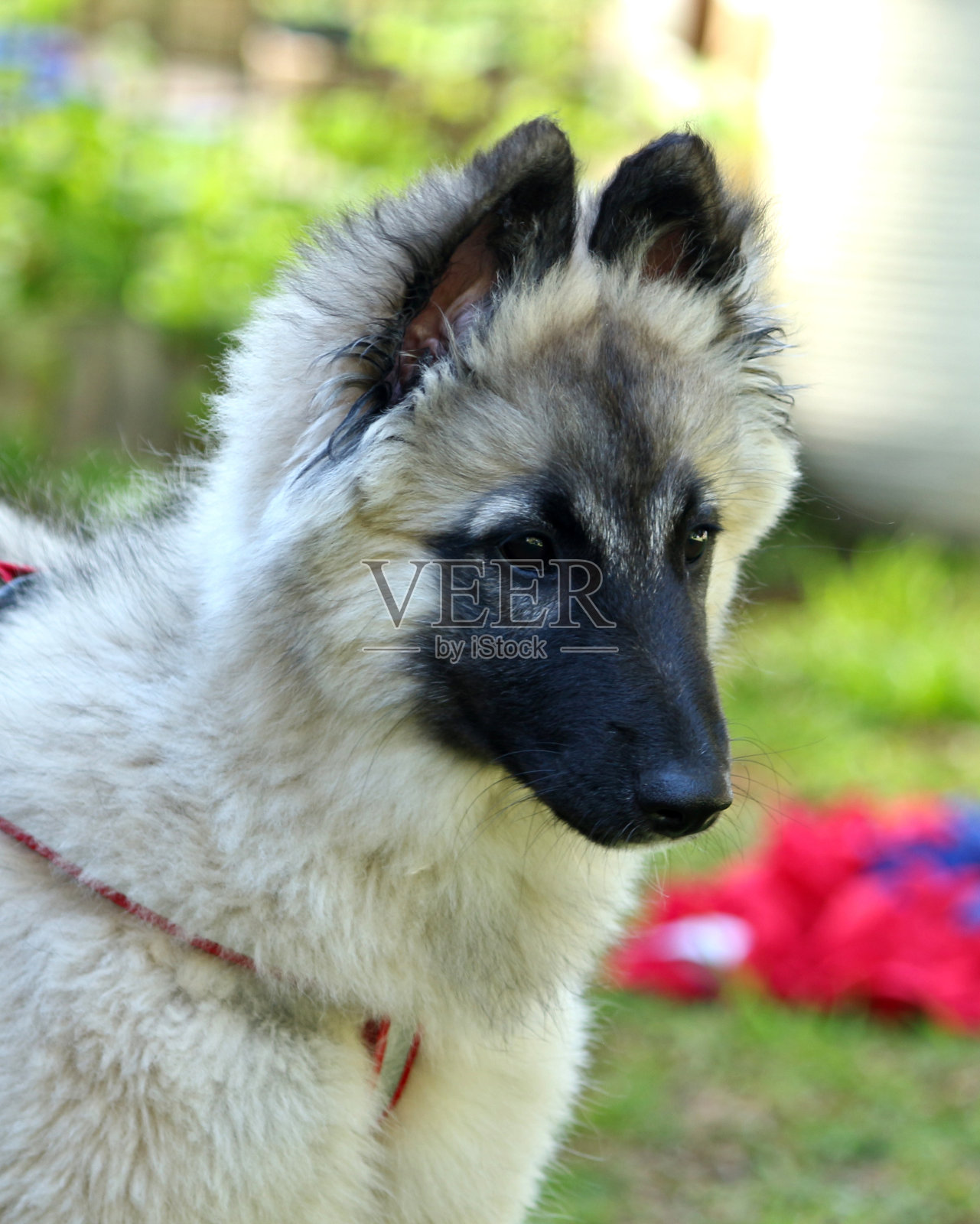 一只可爱的棕色比利时牧羊犬的特写肖像，黑色的鼻子照片摄影图片