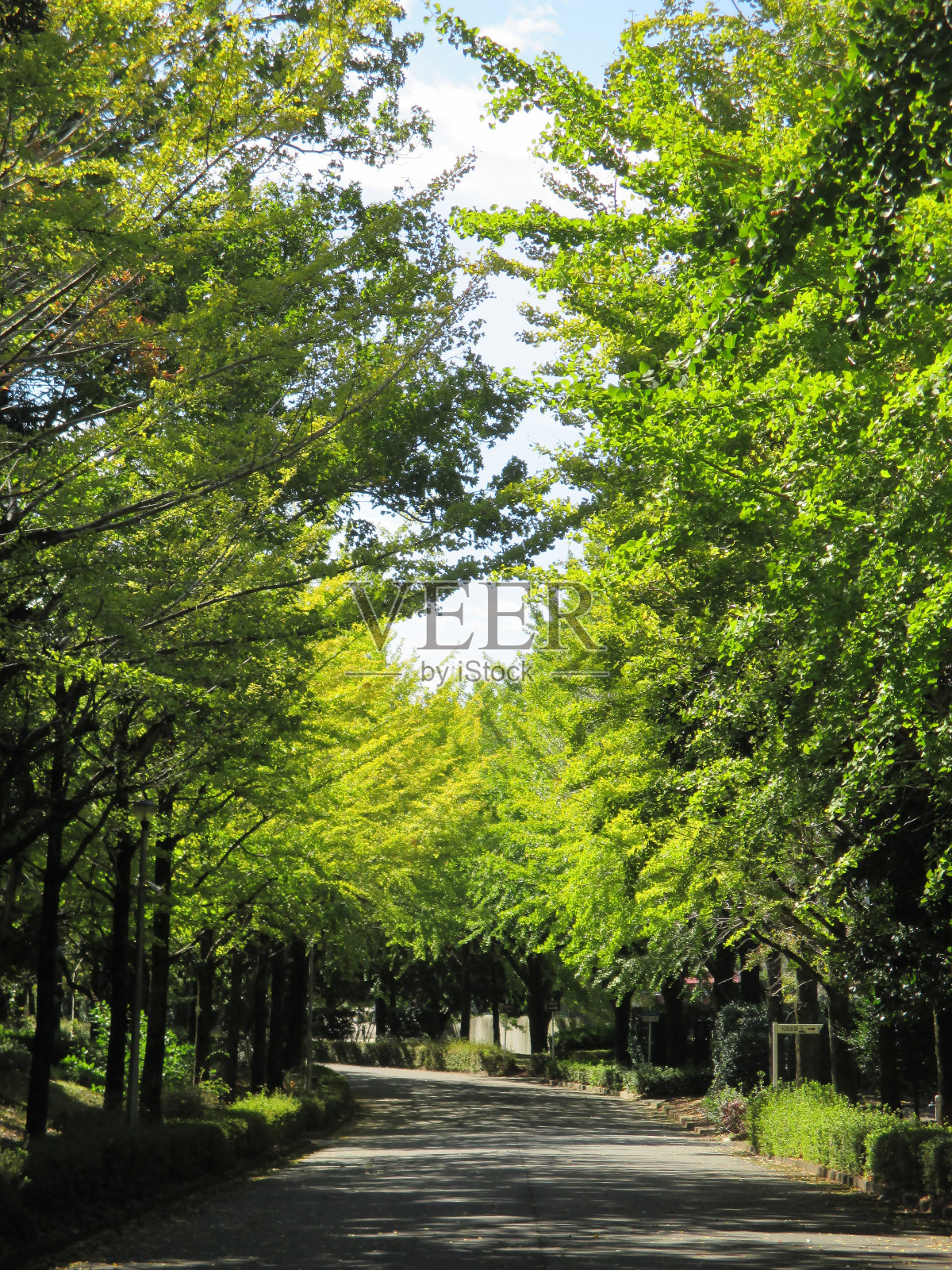 初秋的日本，银杏树两旁的街道开始呈现出淡淡的色彩照片摄影图片