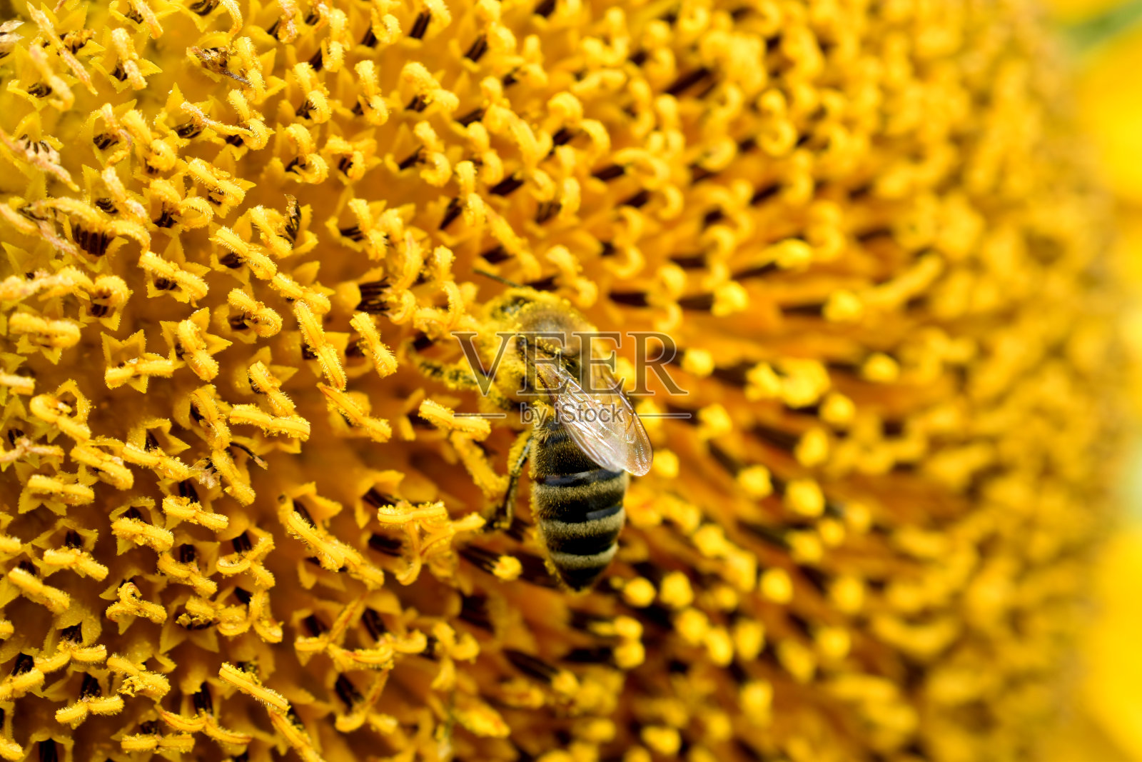 一只蜜蜂坐在盛开的向日葵上。照片摄影图片