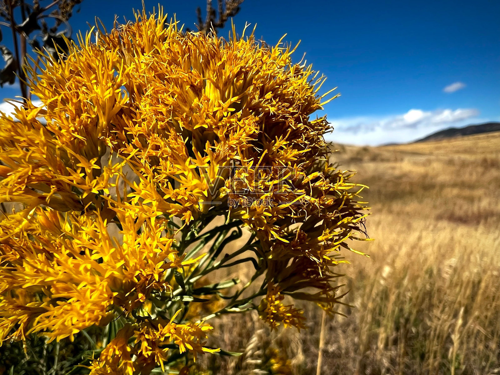 特写镜头的山艾树在一个领域的背景照片摄影图片