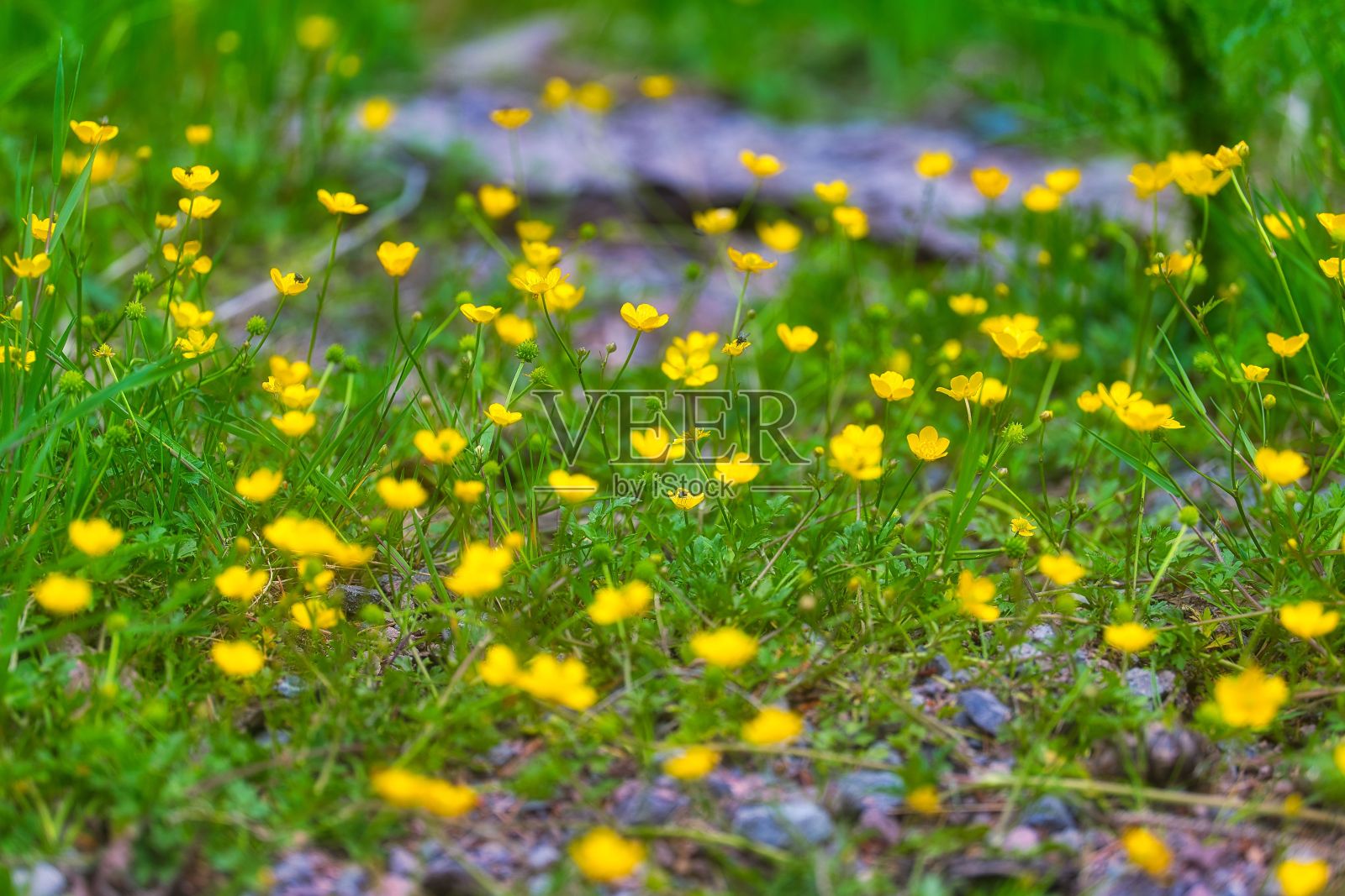 在德国一个阳光明媚的日子里，图林根森林里美丽的草地毛茛风景照片摄影图片
