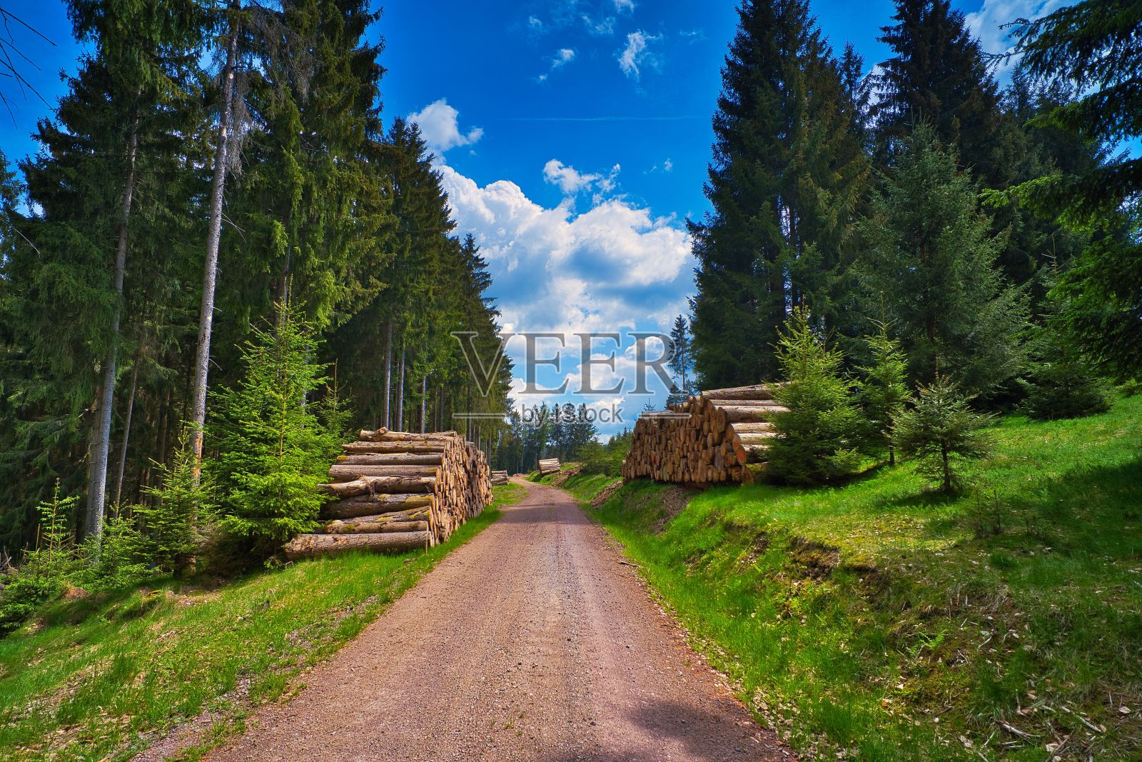 森林里路边的木头照片摄影图片