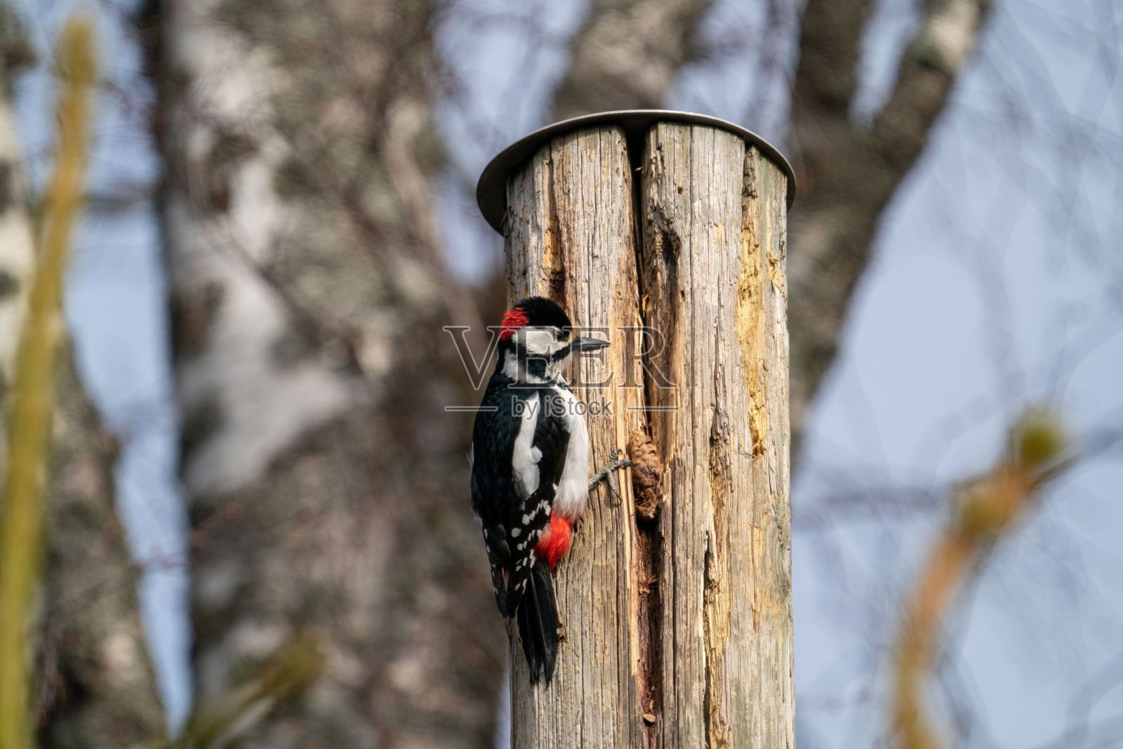 大斑点啄木鸟栖息在树干上的特写照片摄影图片