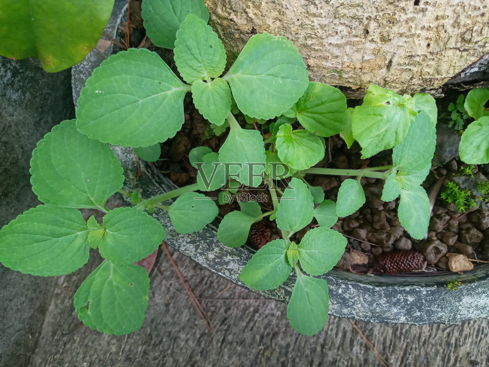 植物照片摄影图片