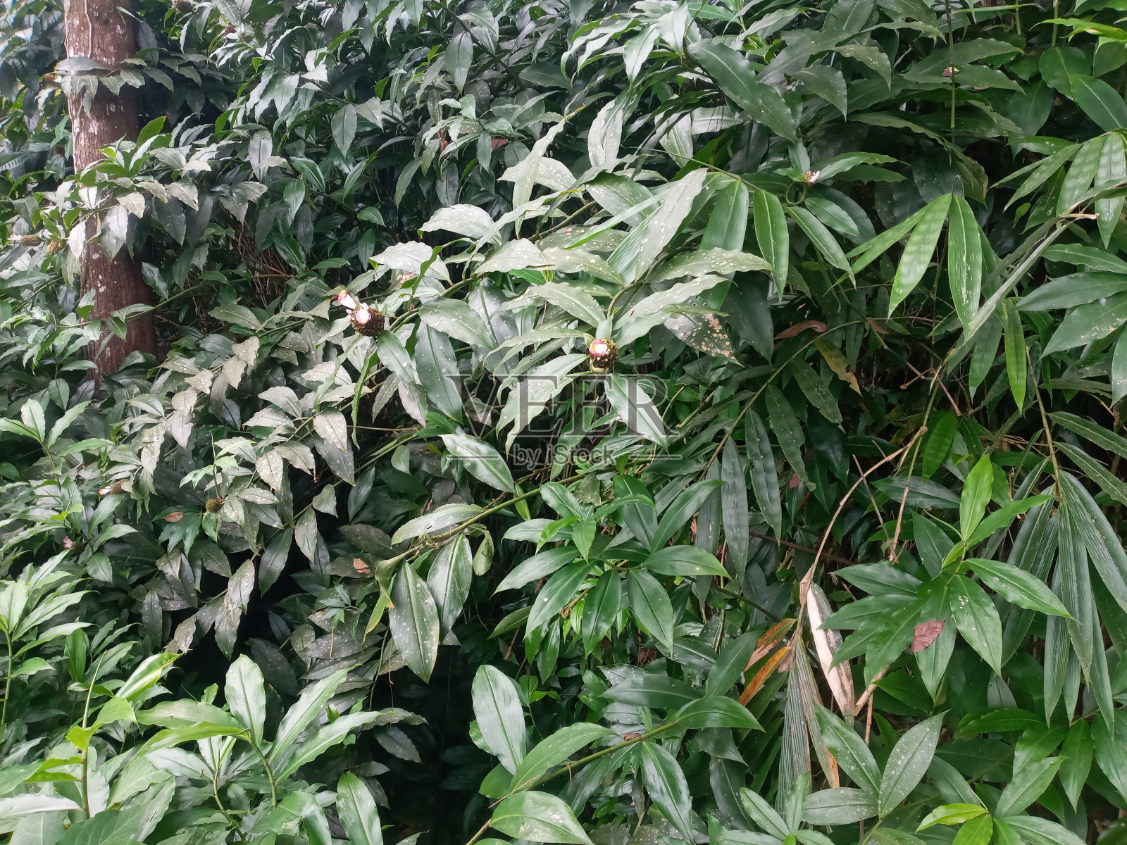 叶照片摄影图片