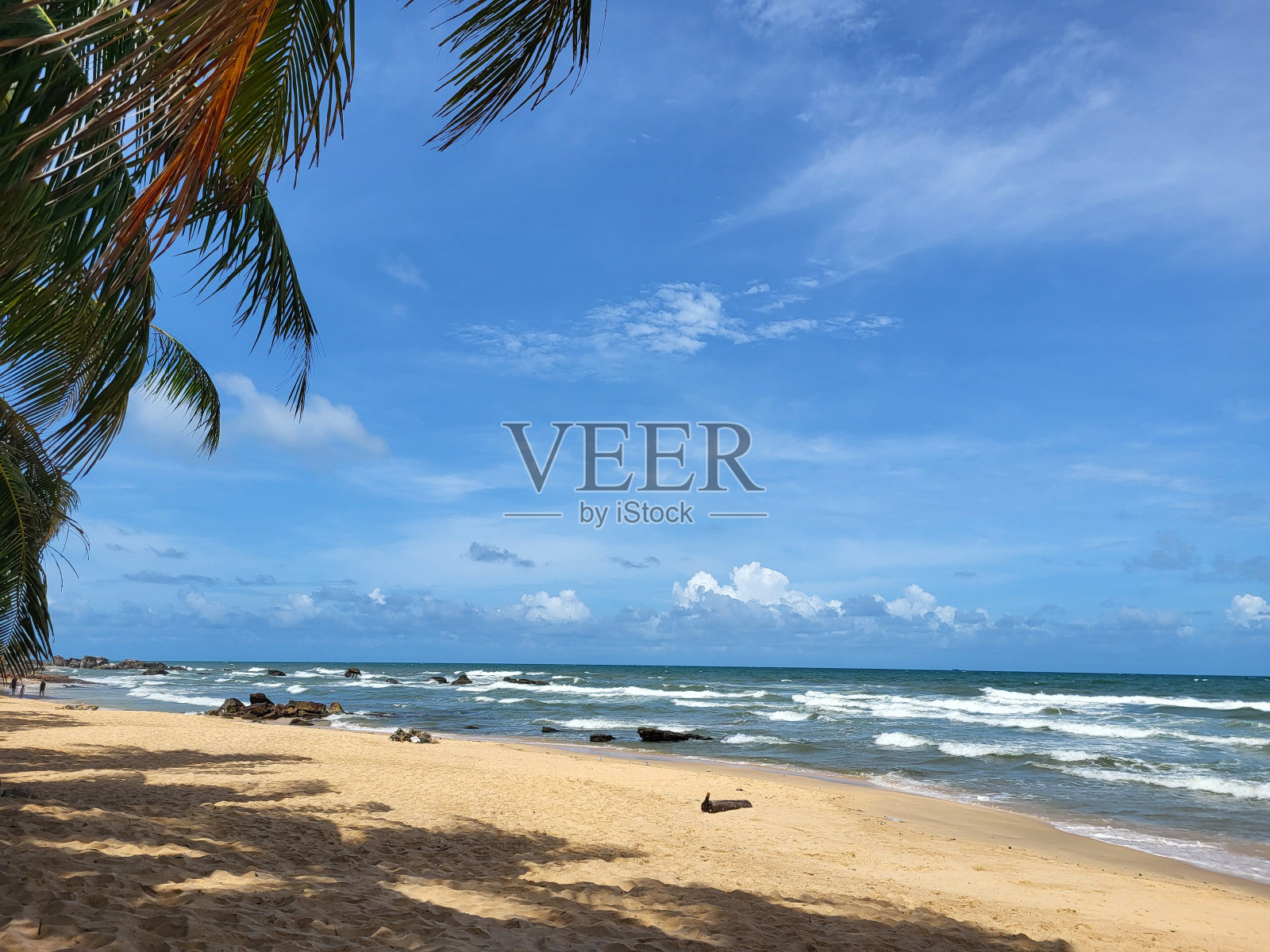 有棕榈树的热带海滩照片摄影图片