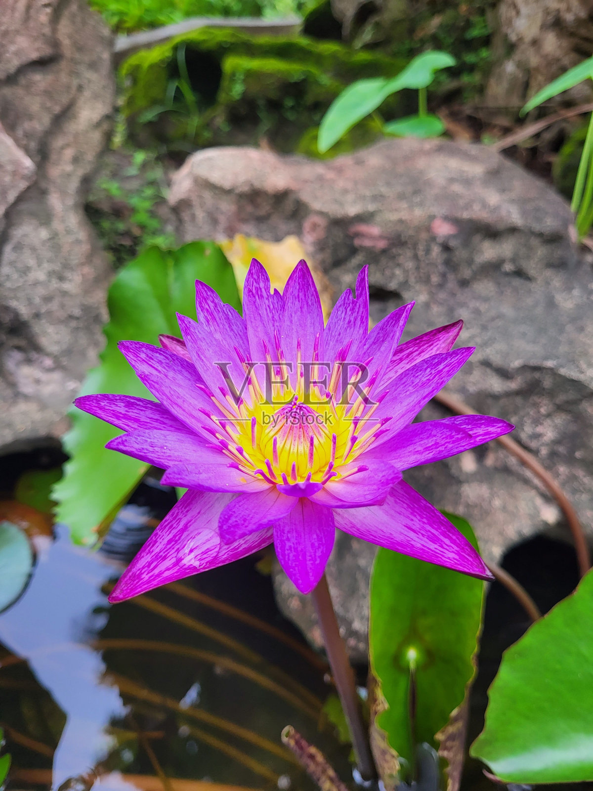 单朵美丽盛开的睡莲照片摄影图片