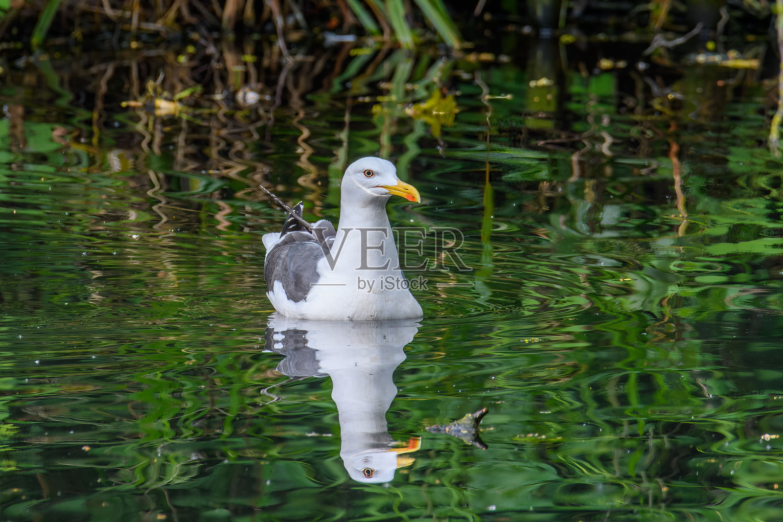 美丽的海鸥在河里游泳，水中有倒影照片摄影图片