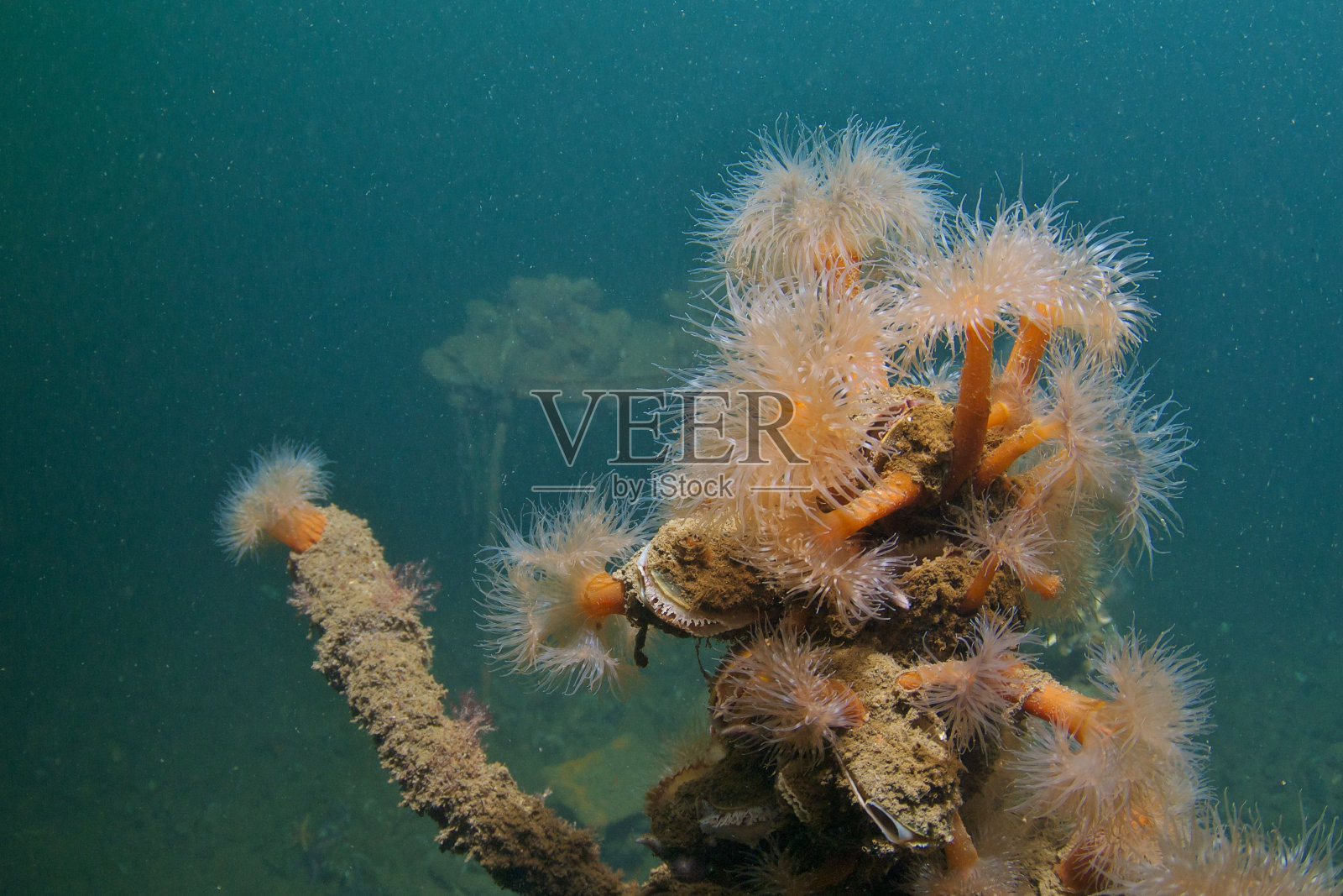 近距离拍摄的海葵在暗礁在深海的蓝绿色水域照片摄影图片