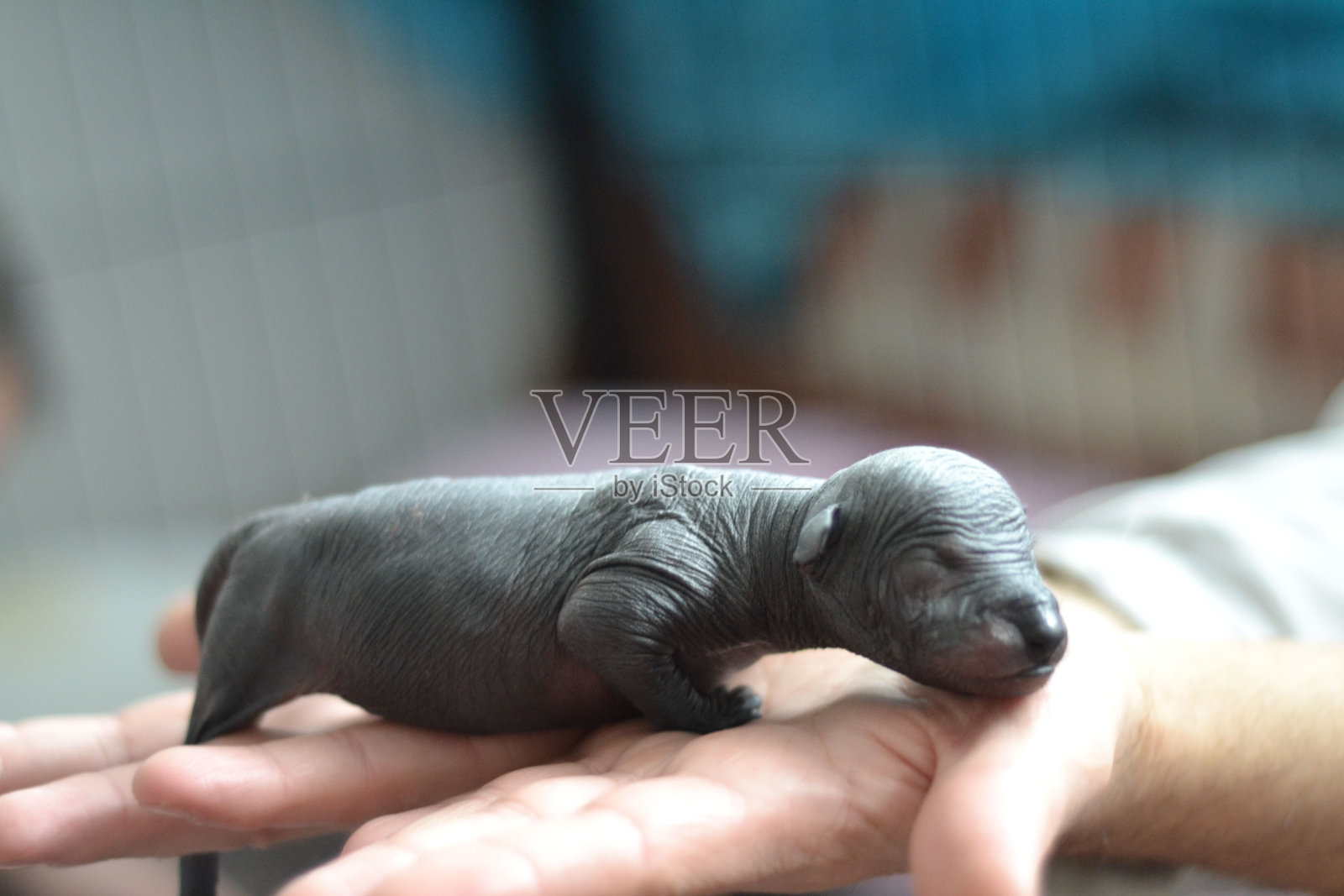 特写宏观的新生墨西哥无毛狗休息在人类的手照片摄影图片