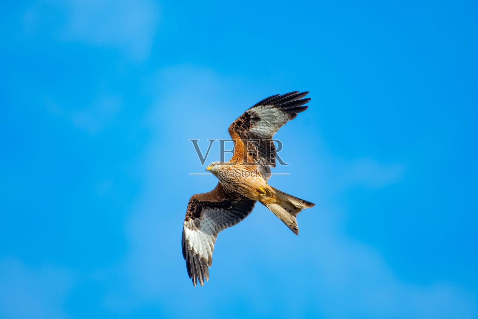 一只飞翔的猎鹰在蓝天下的美丽镜头照片摄影图片