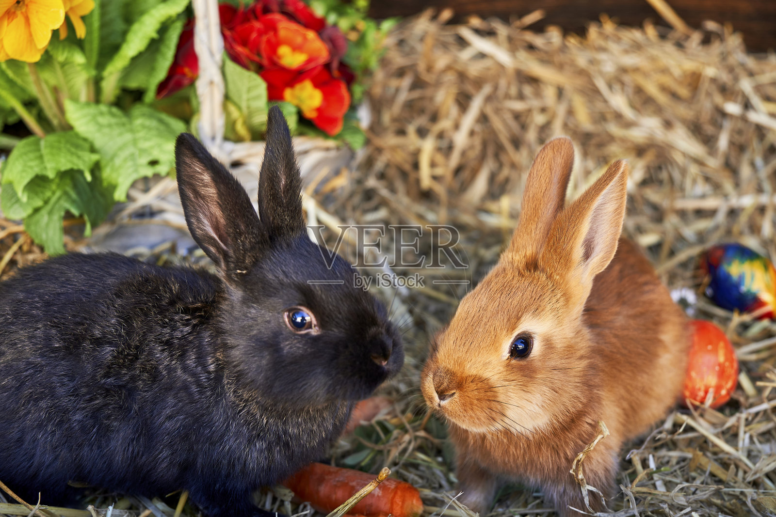 两只家兔在稻草上的特写镜头。驯养大耳。照片摄影图片