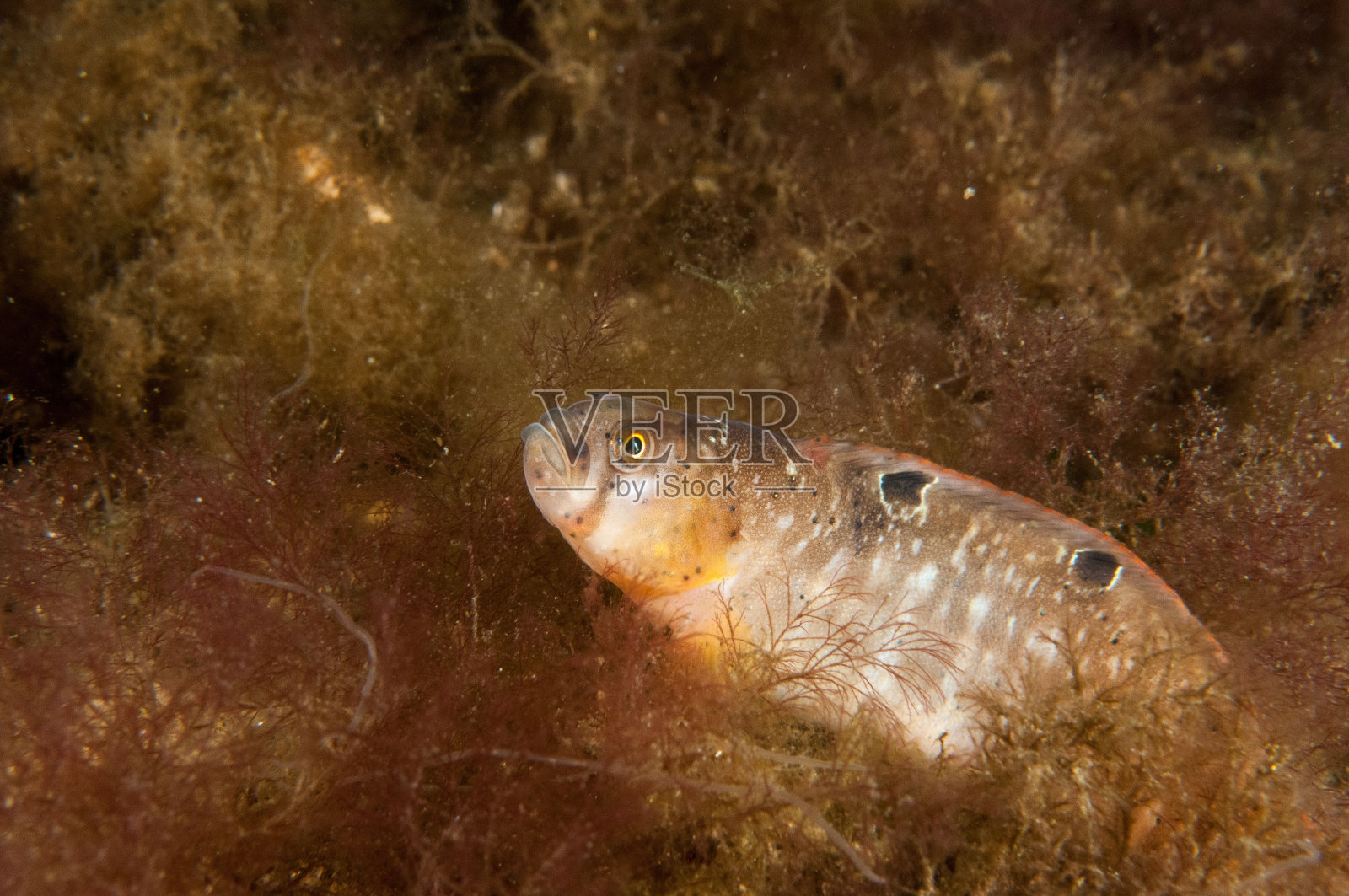 波罗的海中一条奇异的鱼游泳的特写镜头照片摄影图片
