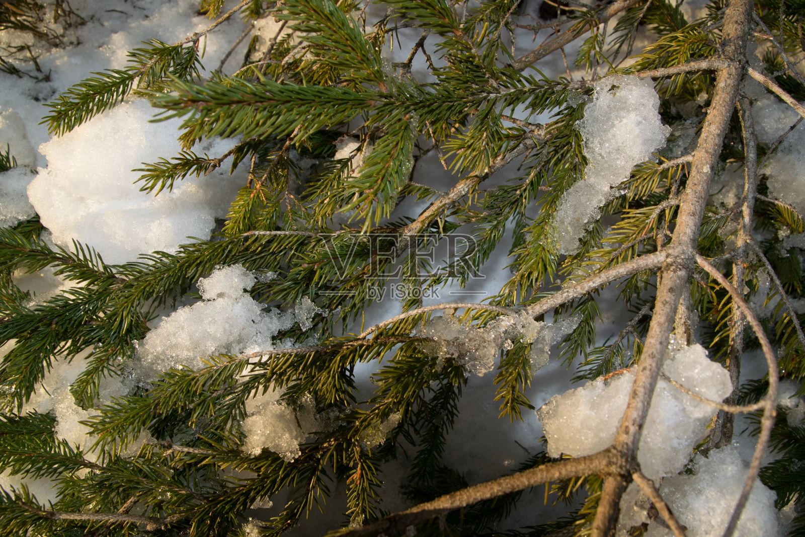 松树树叶被雪覆盖的特写镜头。照片摄影图片