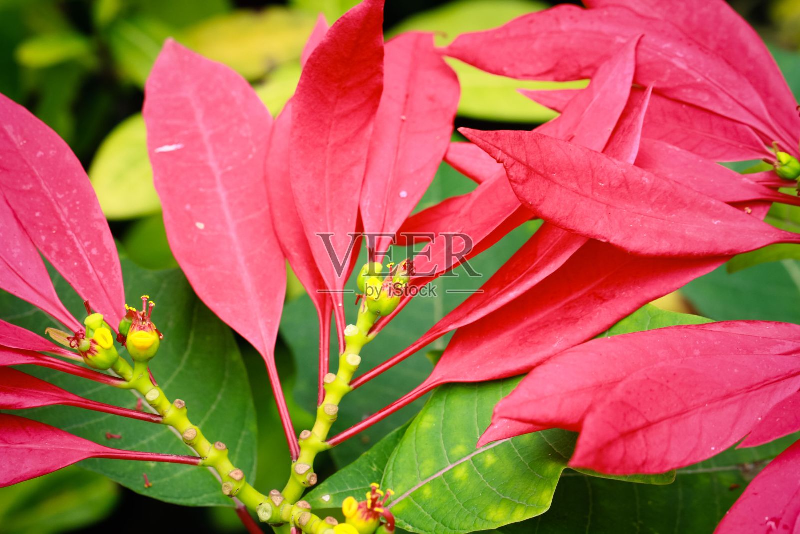 一个粉红色的花生长在一个绿色的灌木特写照片摄影图片