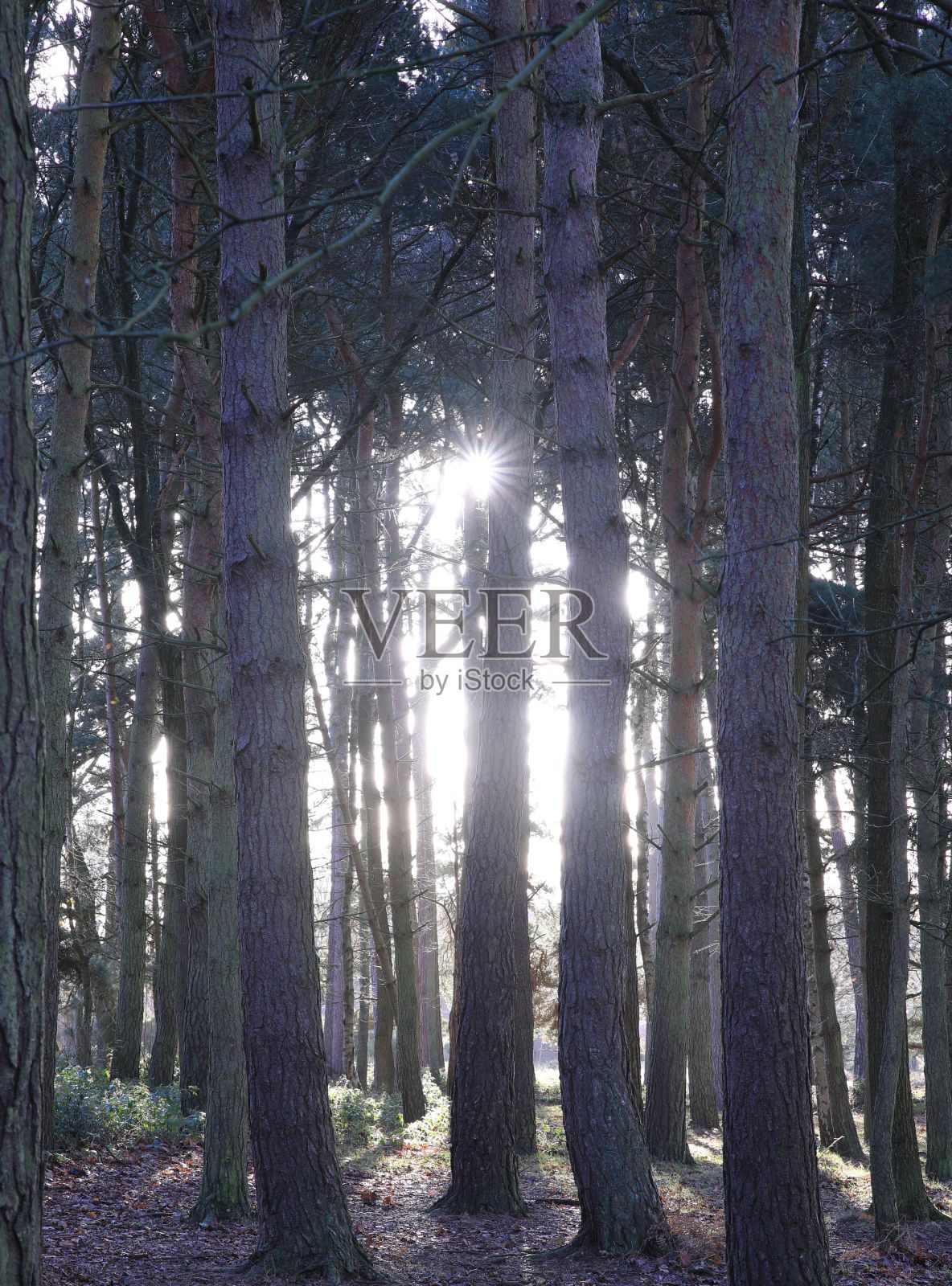 英国伯明翰萨顿公园的树木垂直拍摄。照片摄影图片