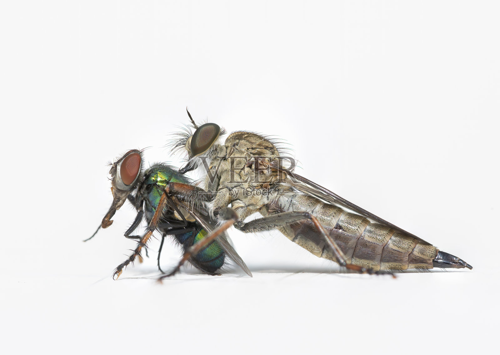 风筝尾盗蝇(Tolmerus atricapillus)吃一只常见的绿瓶蝇(Lucilia sericata)照片摄影图片