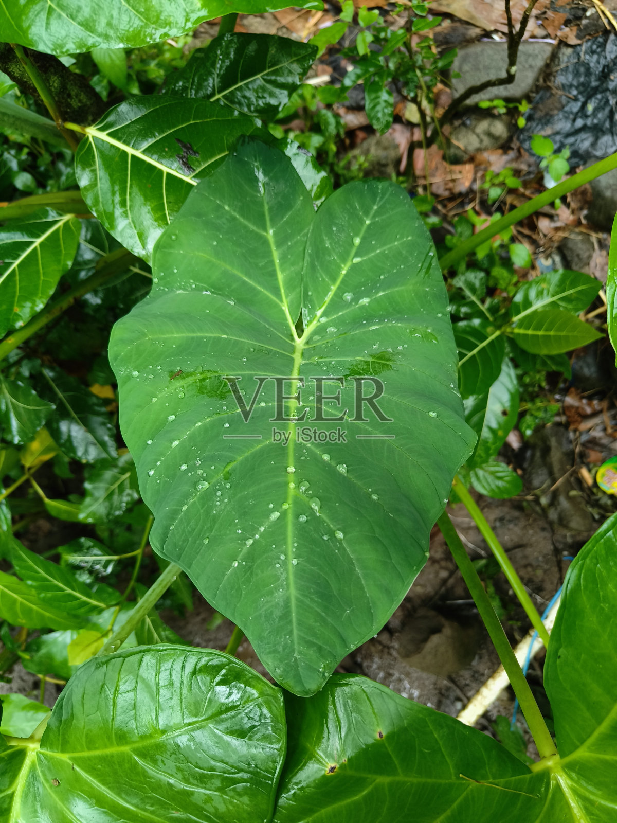 叶照片摄影图片