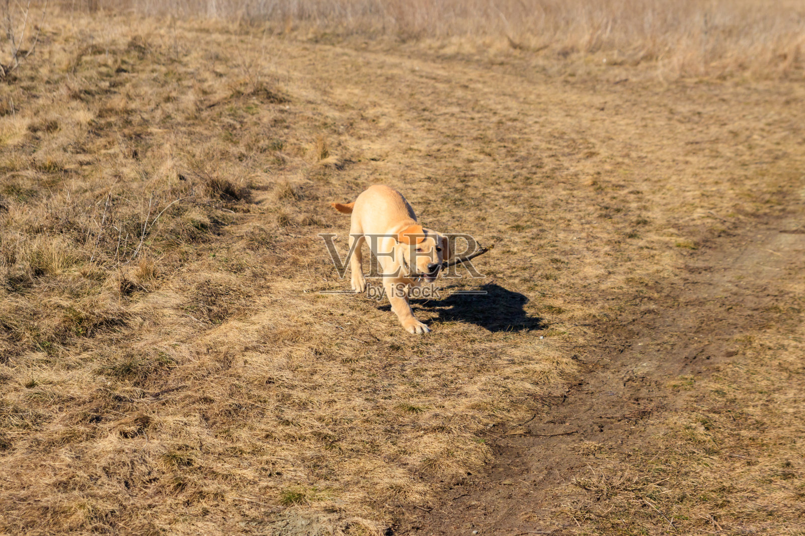 可爱的拉布拉多猎犬在草地上玩棍子照片摄影图片